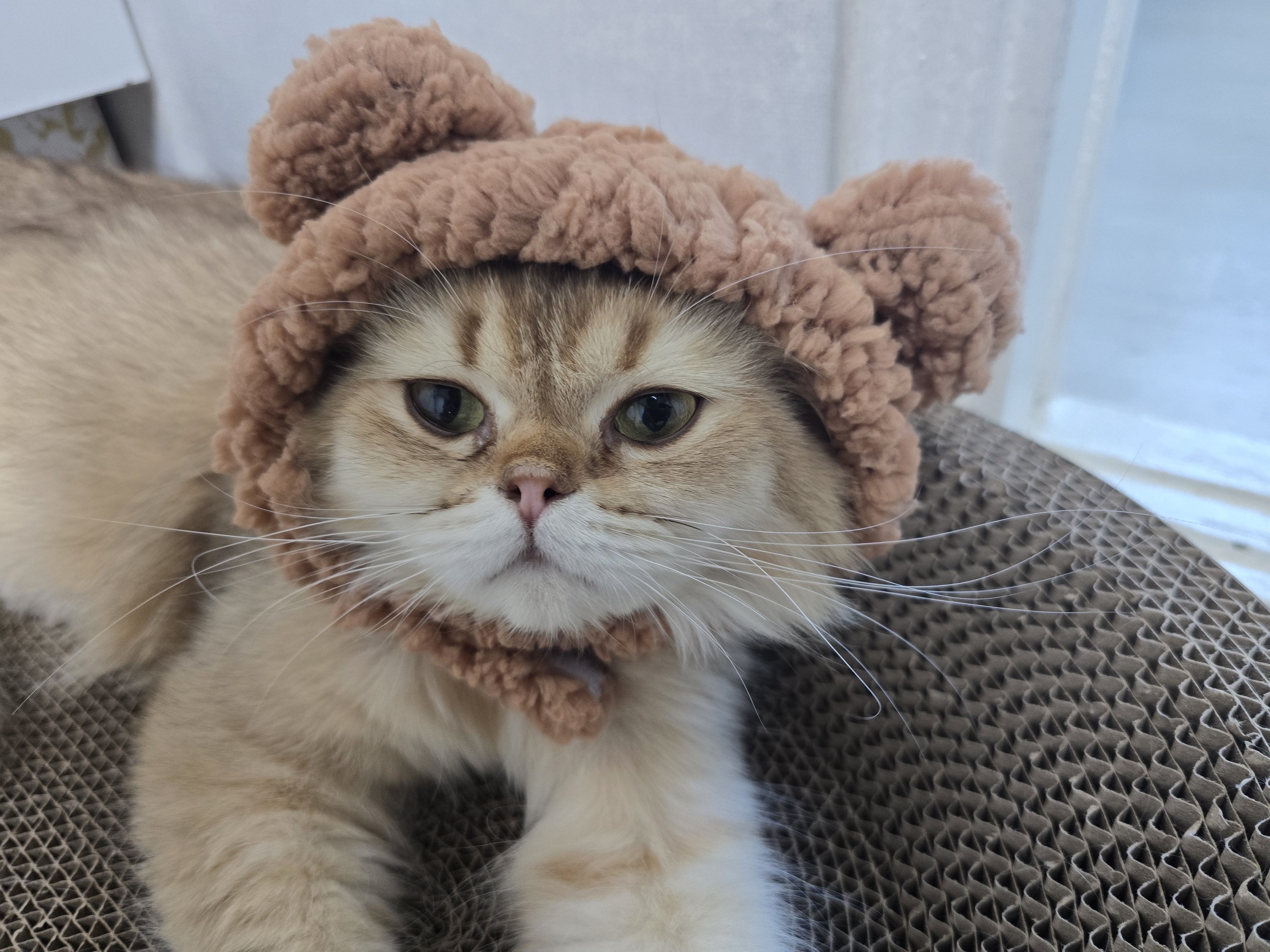 나나&무무(가필드&미가) 가족된지 한달