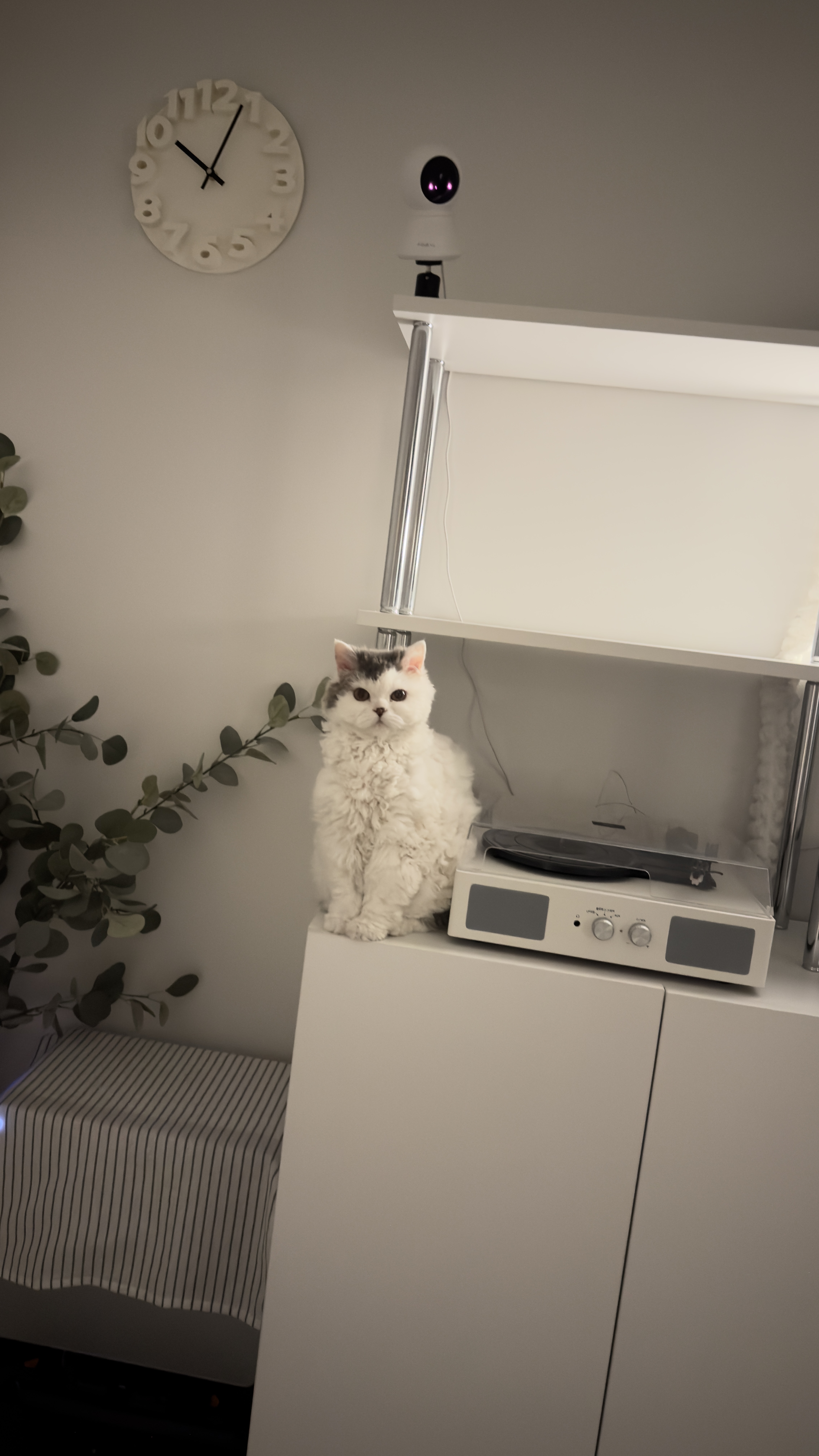 가루(구 루루) 입양 6개월차🩶