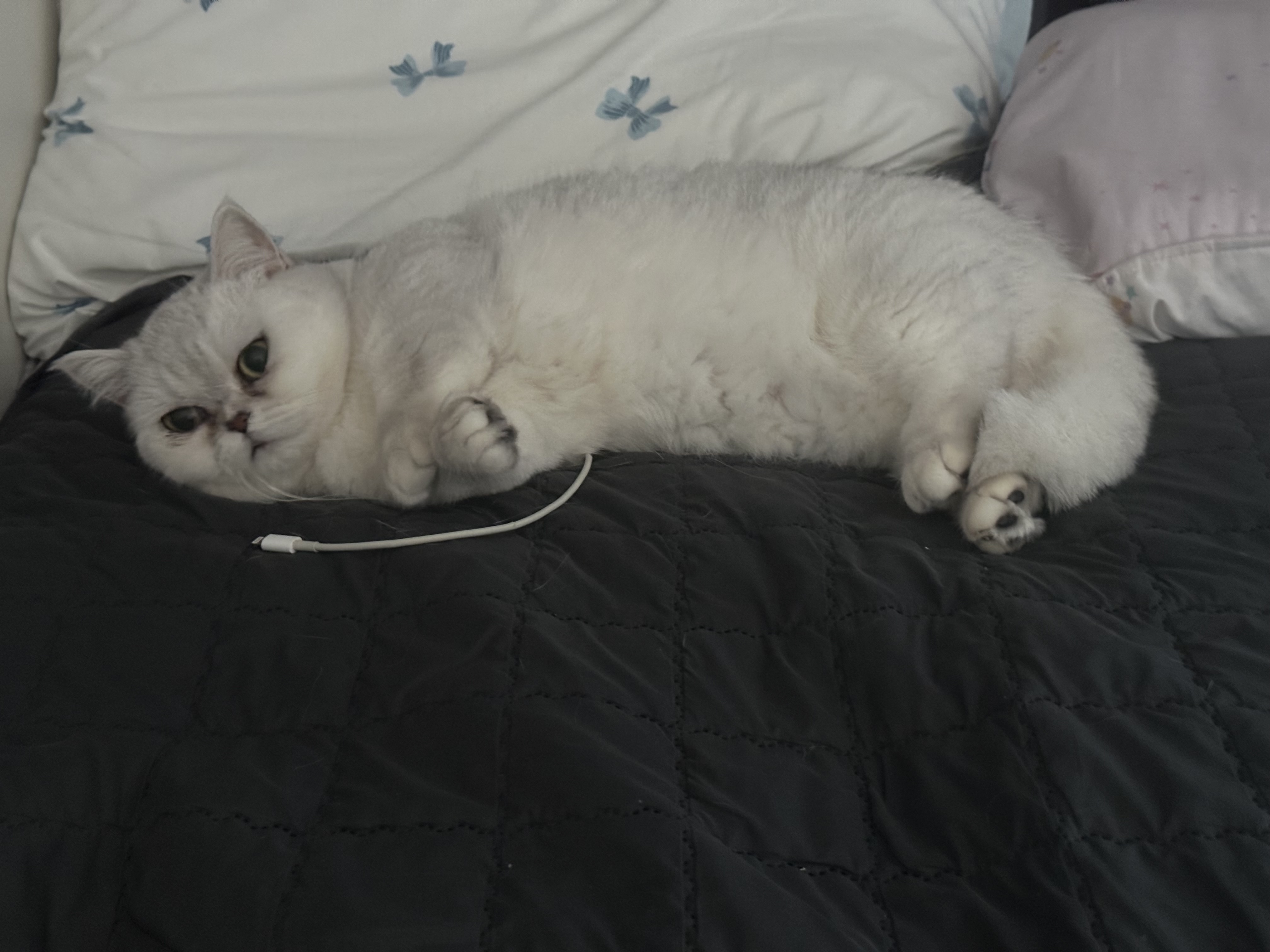 미루 입양 3개월♡