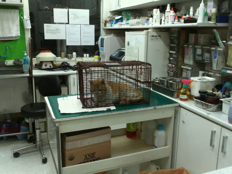 길고양이 교통사고 목격하고 일단 데려왔는데