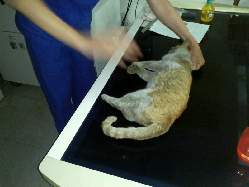 길고양이 교통사고 목격하고 일단 데려왔는데