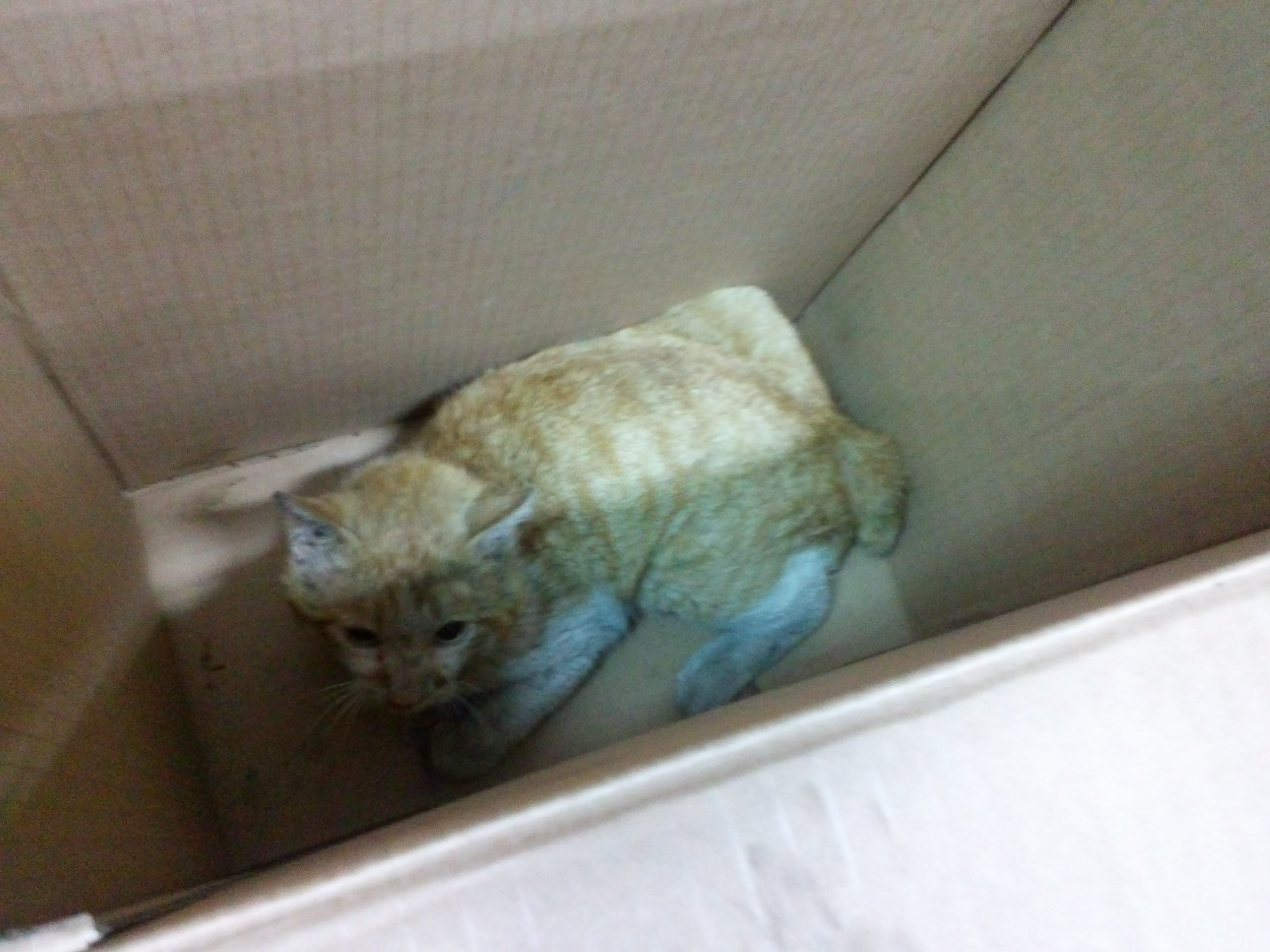 길고양이 교통사고 목격하고 일단 데려왔는데