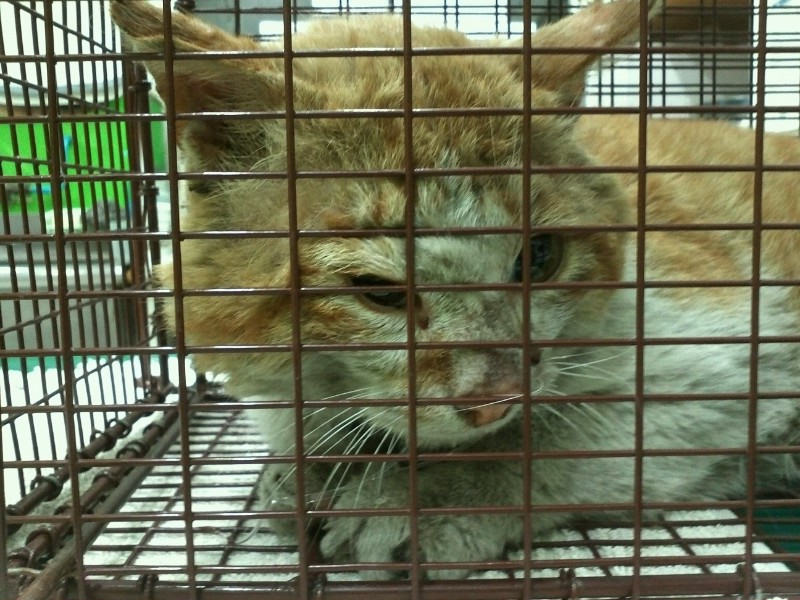 길고양이 교통사고 목격하고 일단 데려왔는데