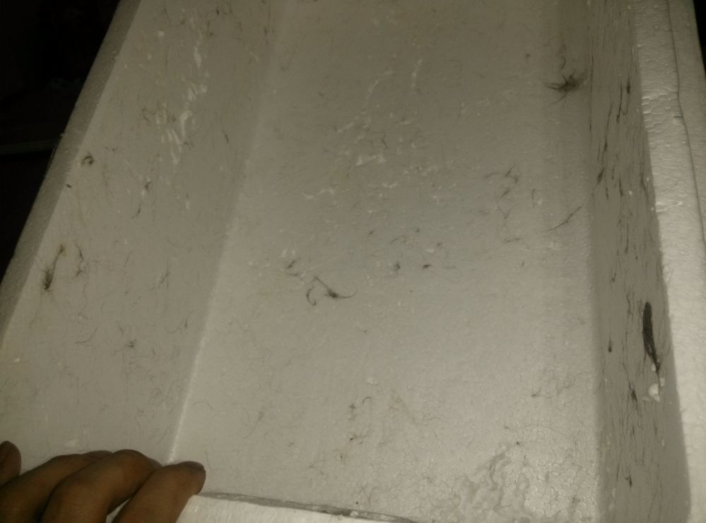 고양이질식살인 미치광이제보