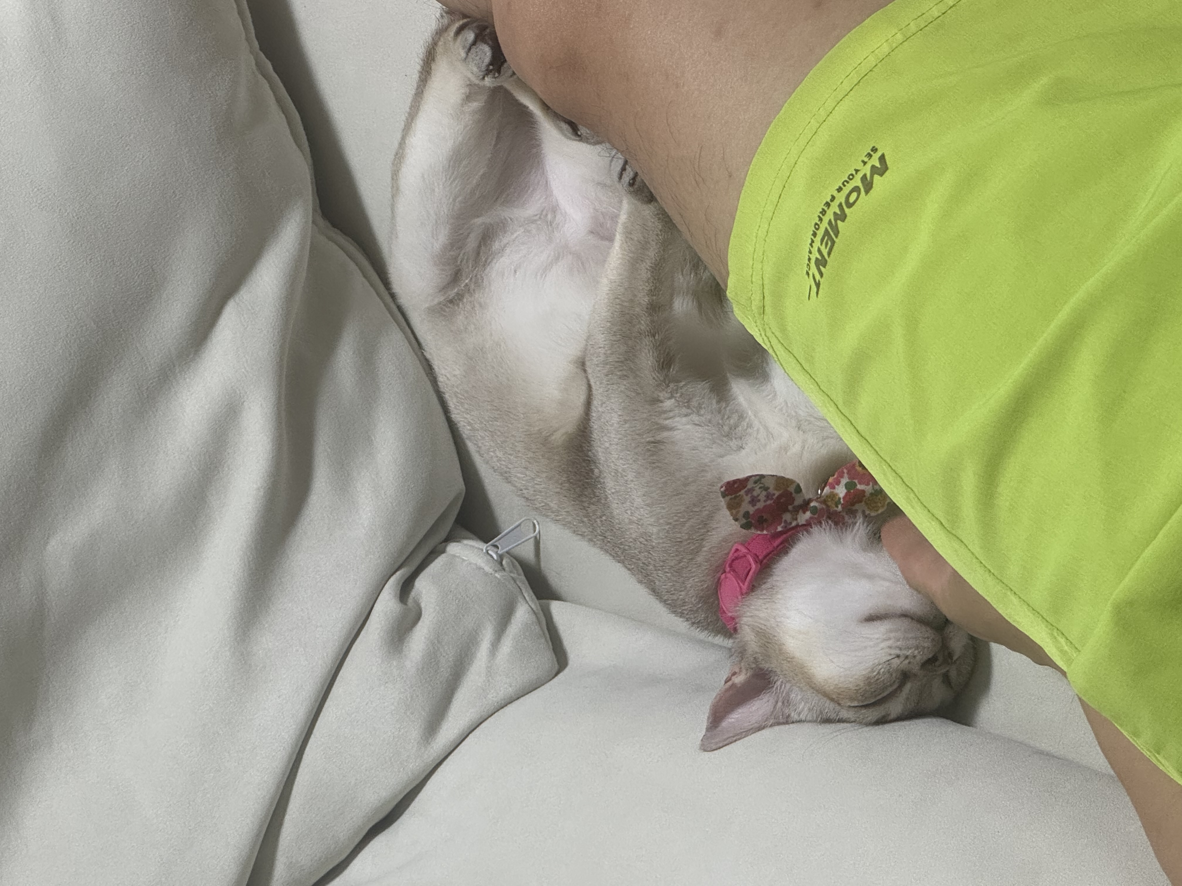 집냥이 한달 차 보리(울산 구조묘 순이)