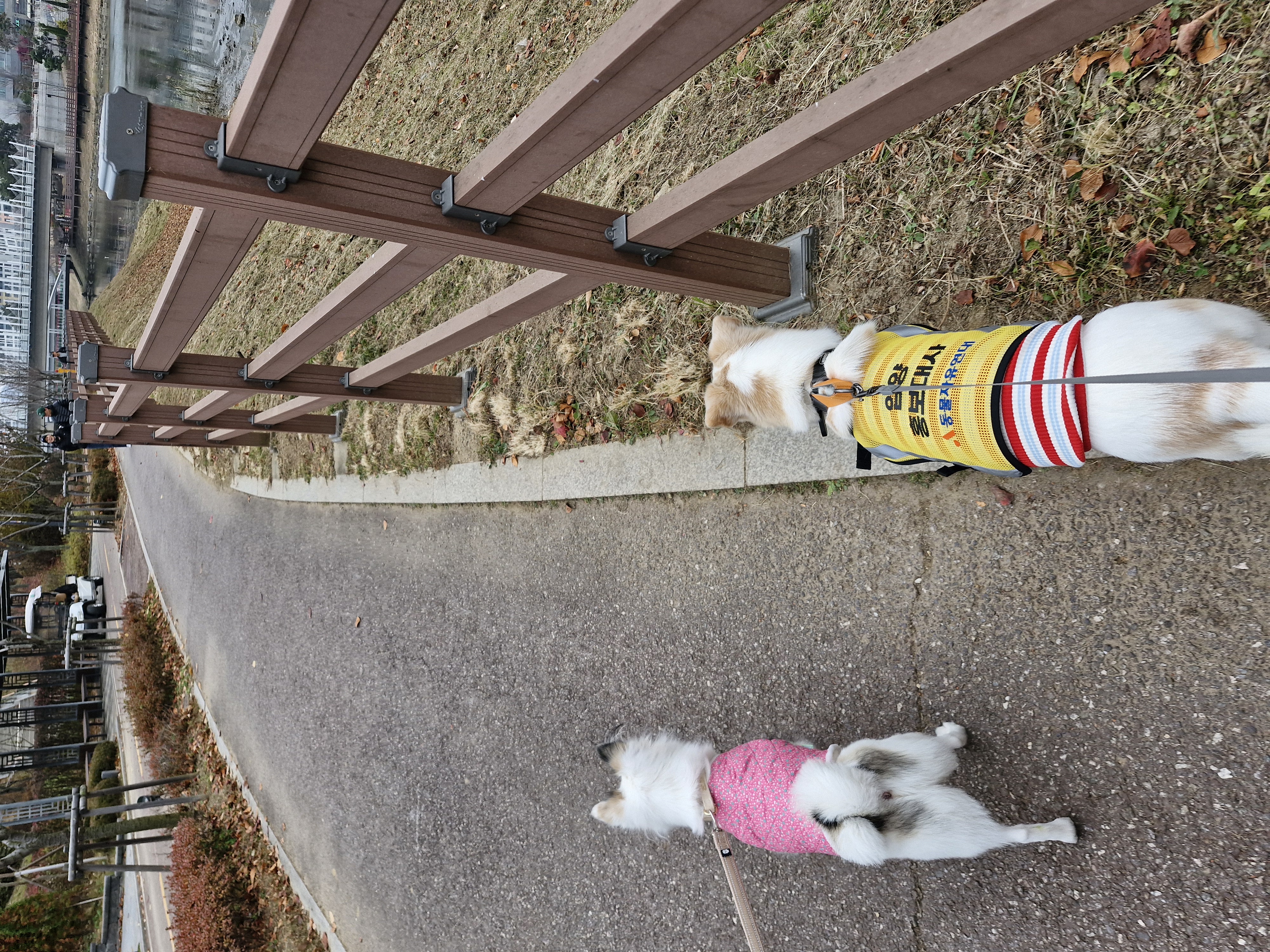 구구(구 건빛) 입양 2년차 후기입니다🧡