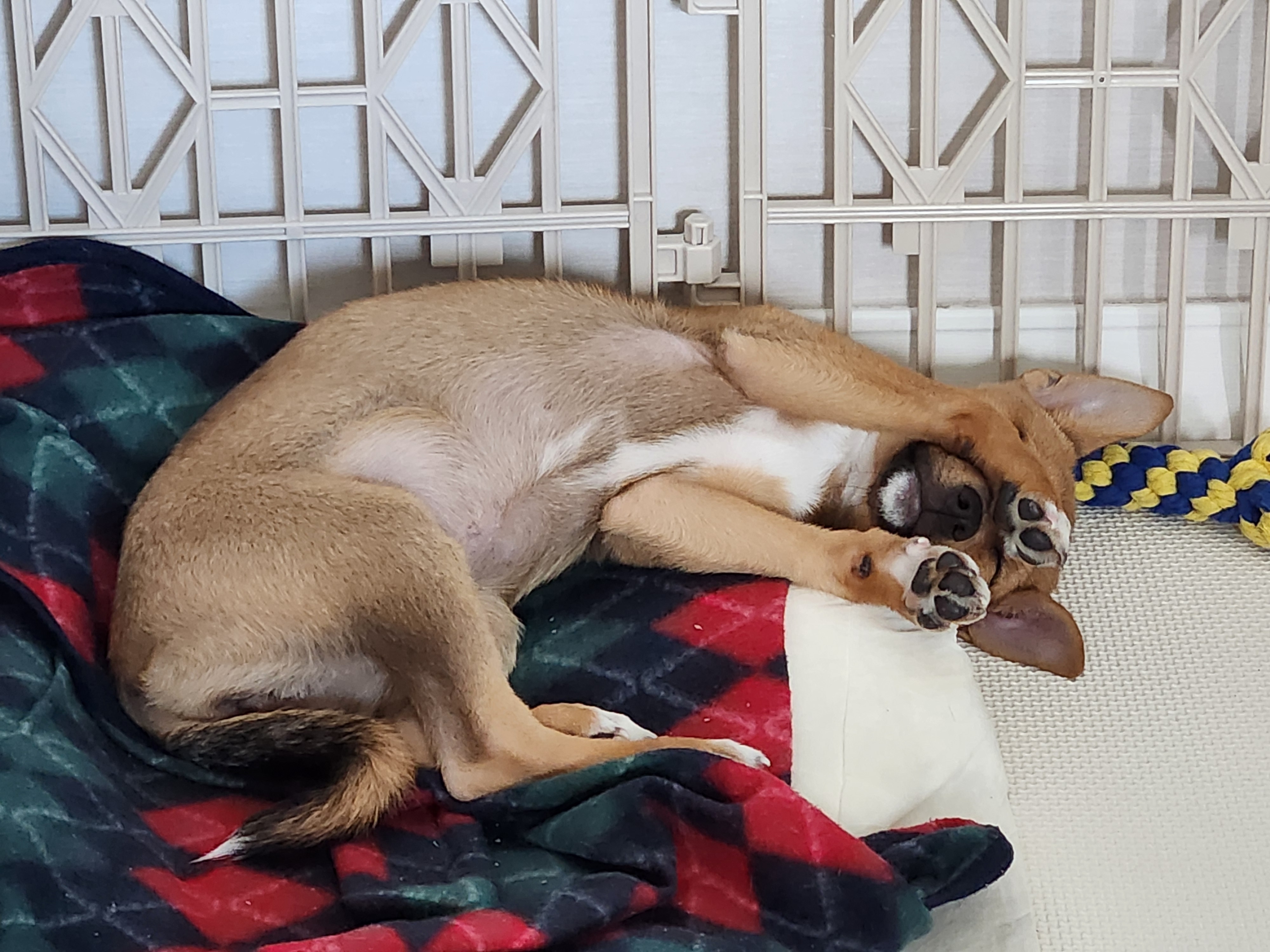 수온이(구.다다) 입양 후 한달 경과한 두번째 작성 후기