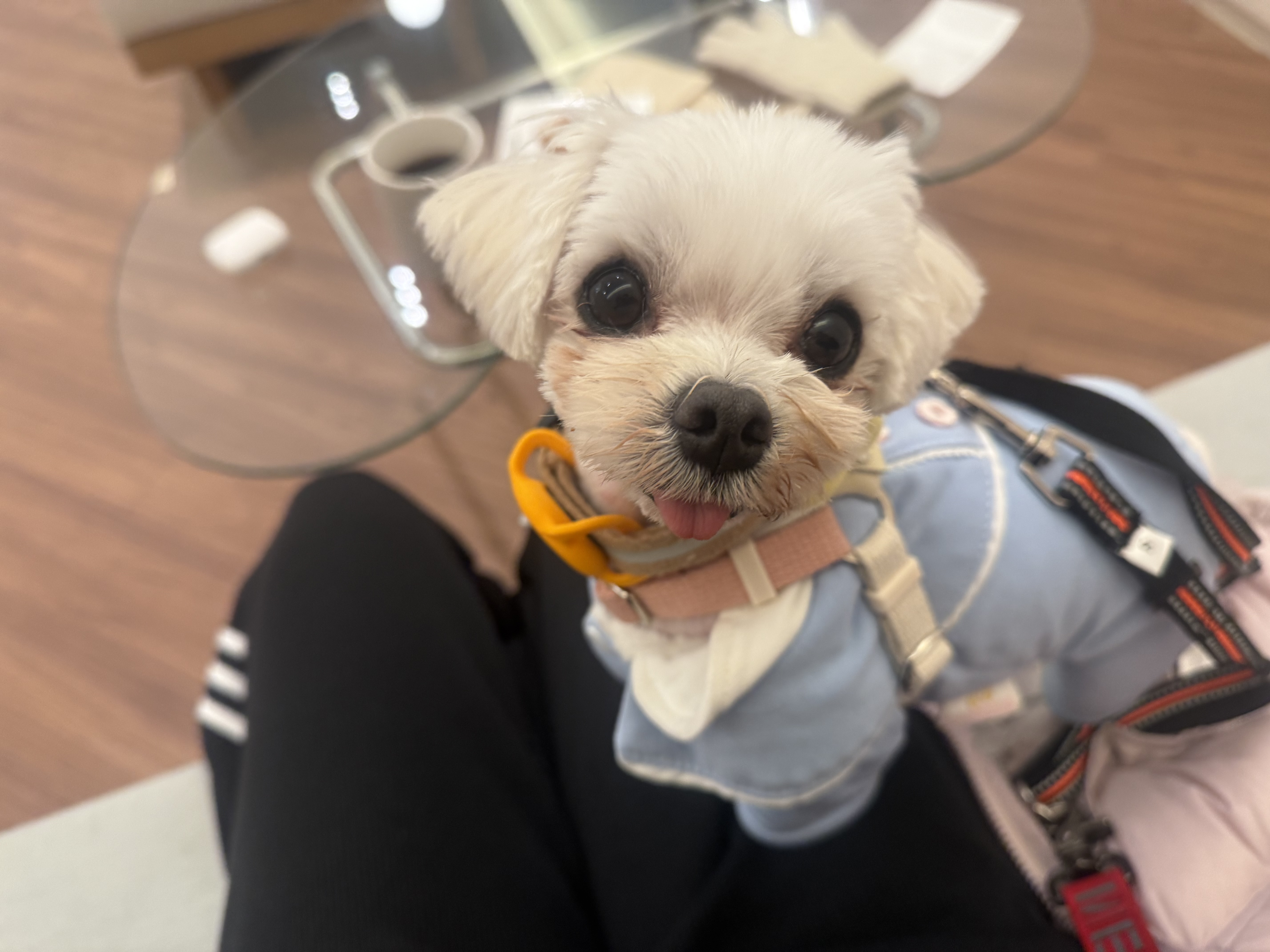 츄츄와 함께하는일상