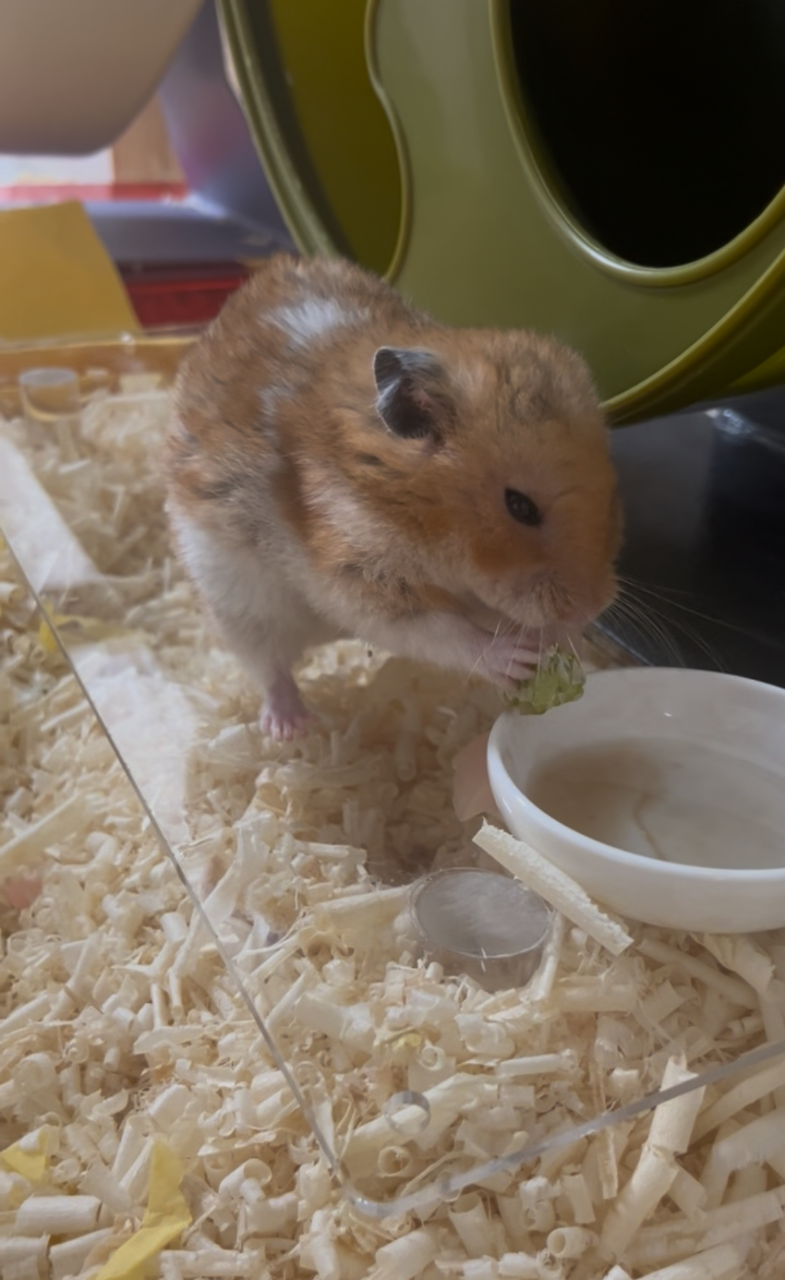 할배햄이 된 온햄이