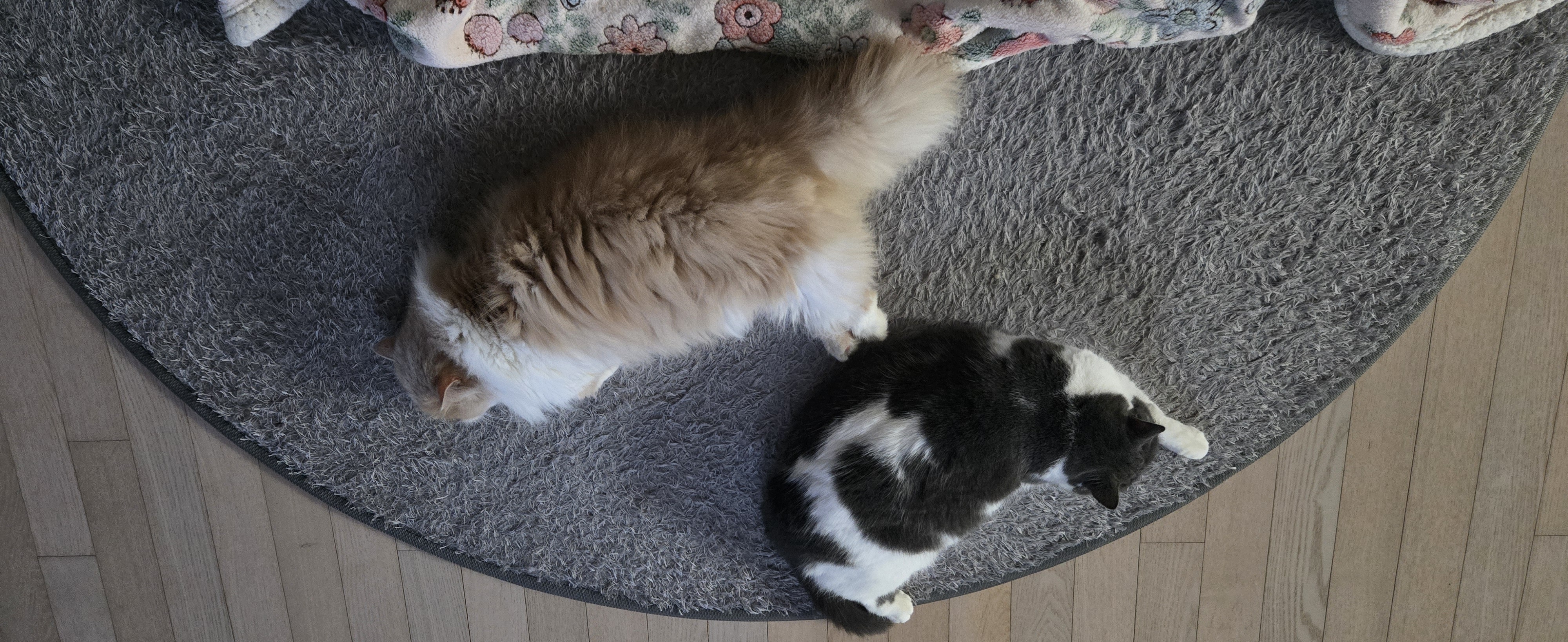 여전히 행복한 흑당 흑마늘입니다