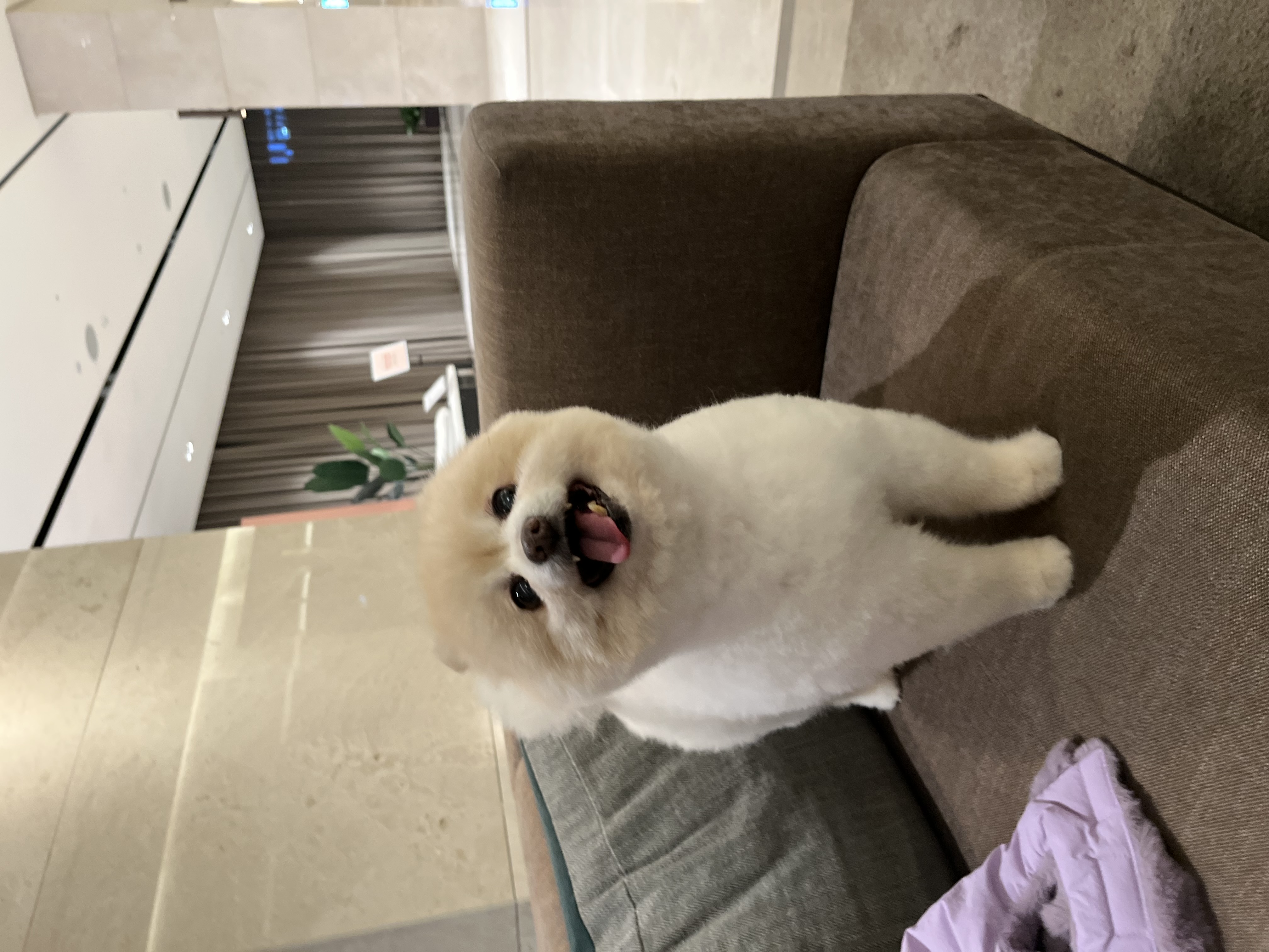 아츄 포리 코코네입니다!