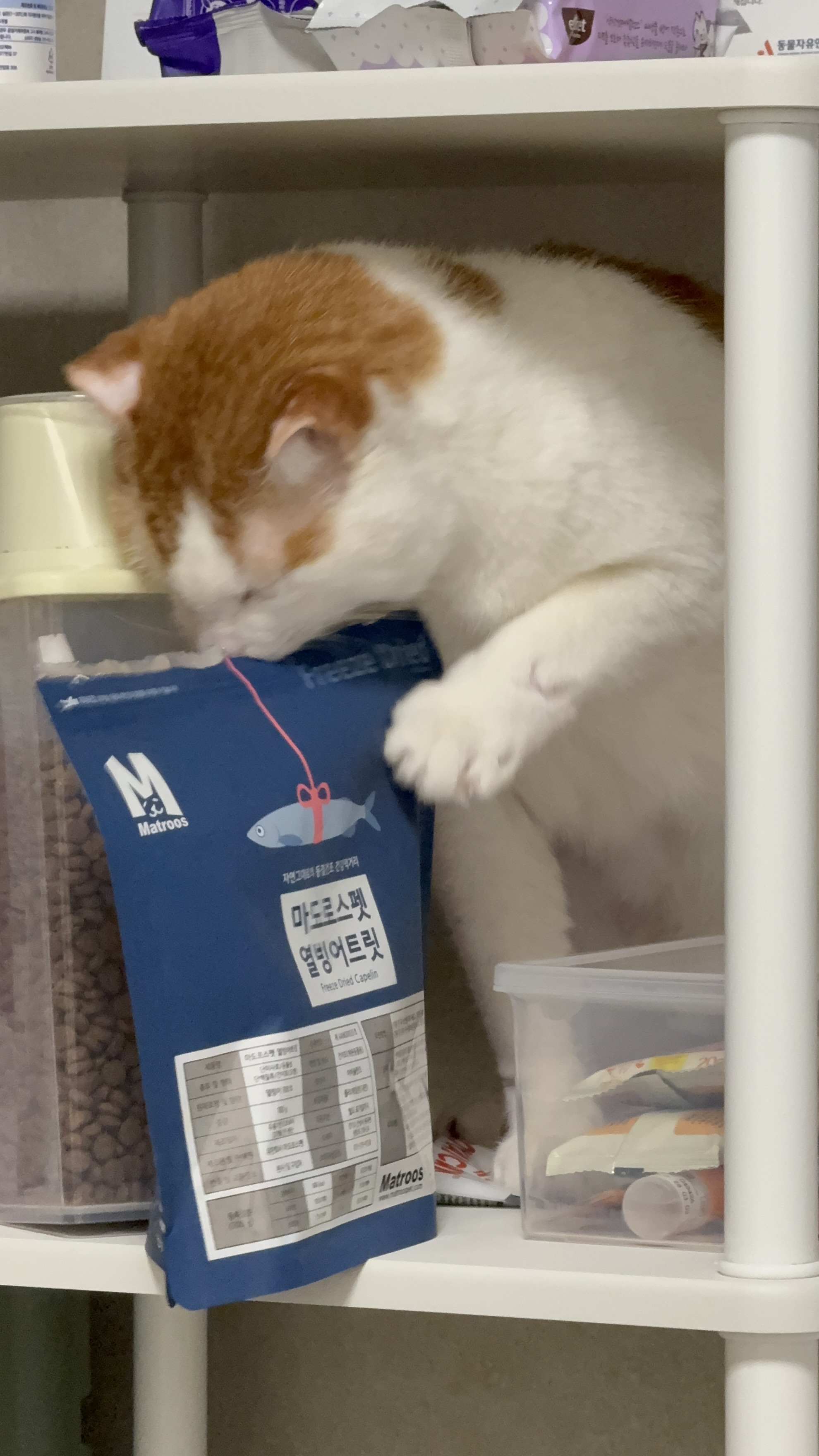 온샘이 입양 한달차 후기