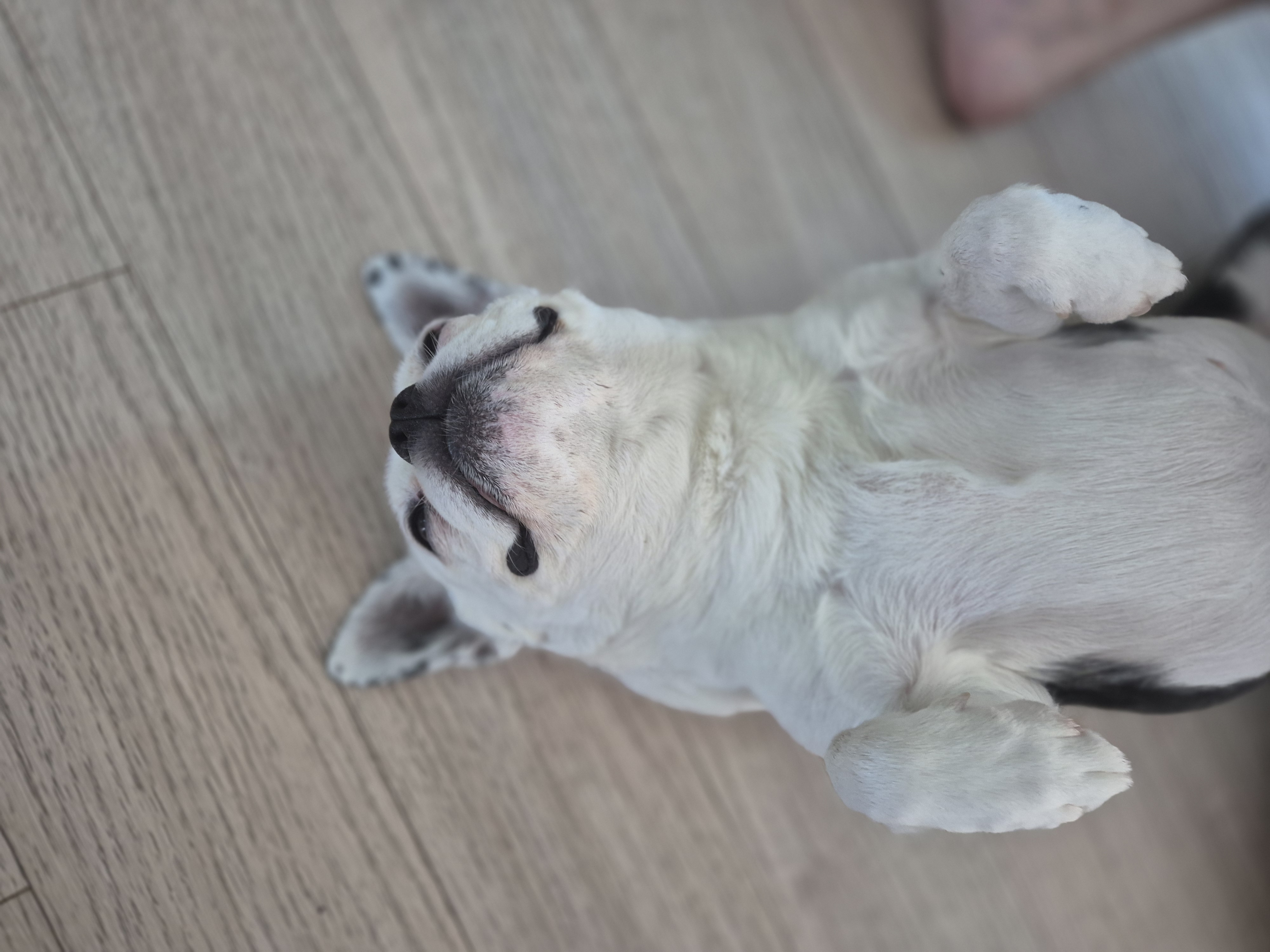 애둥이 근황