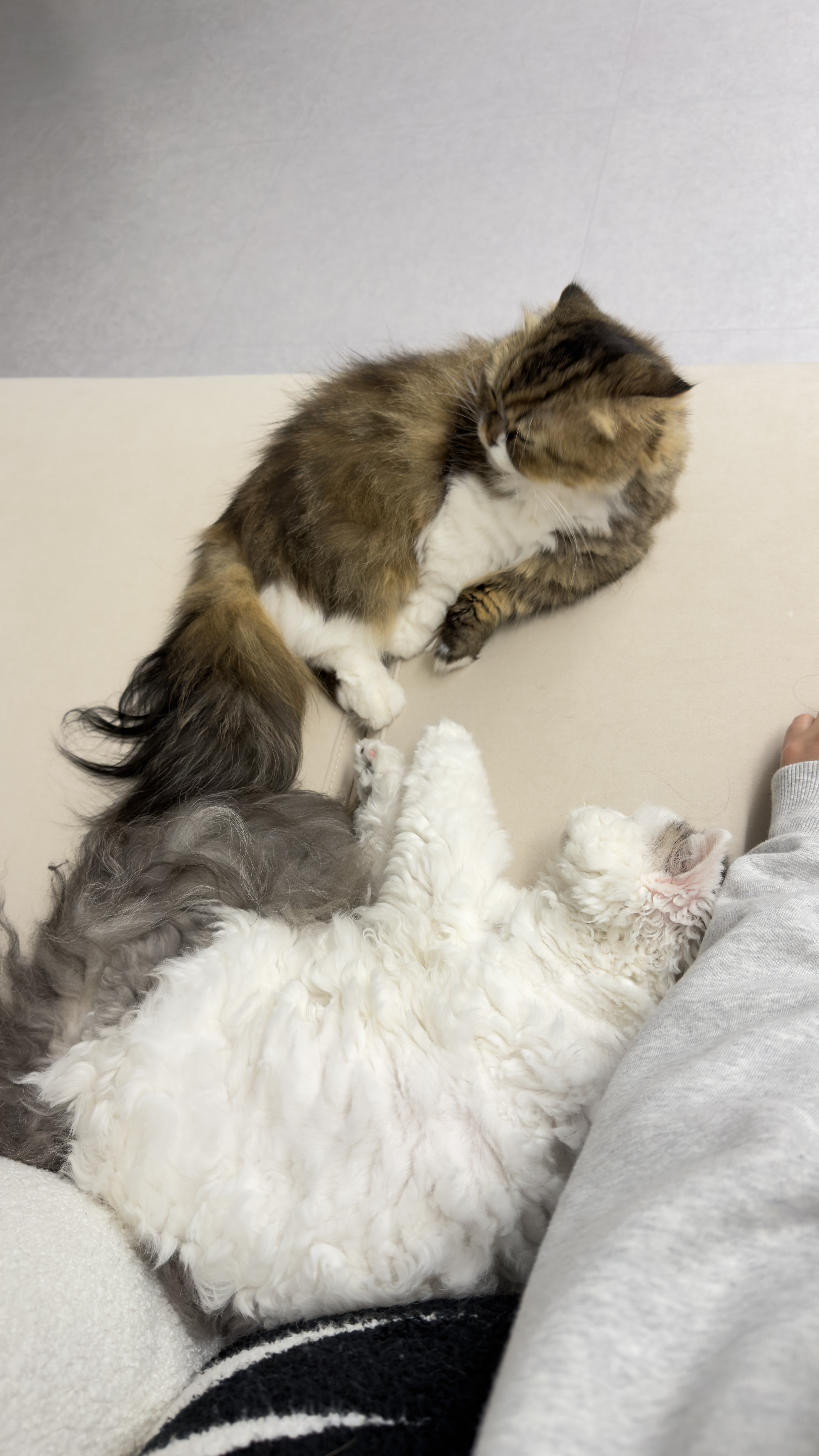 가루(구 루루) 입양 6개월차🩶