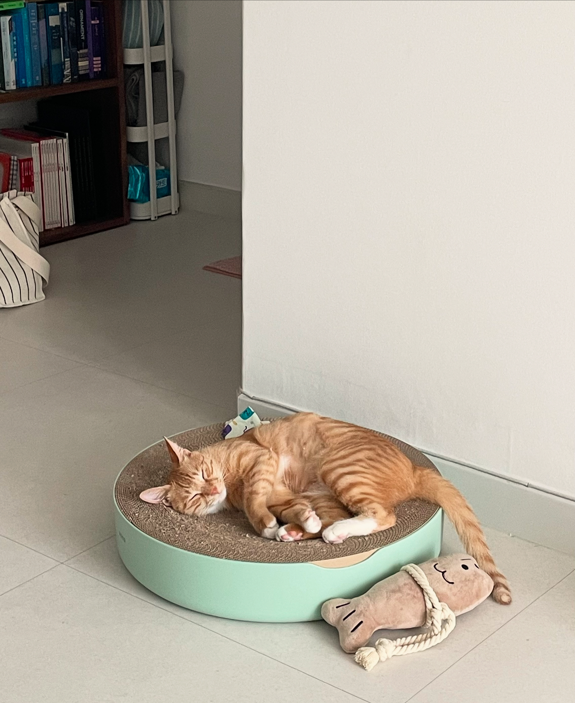 금비(다해) 일주일 후기