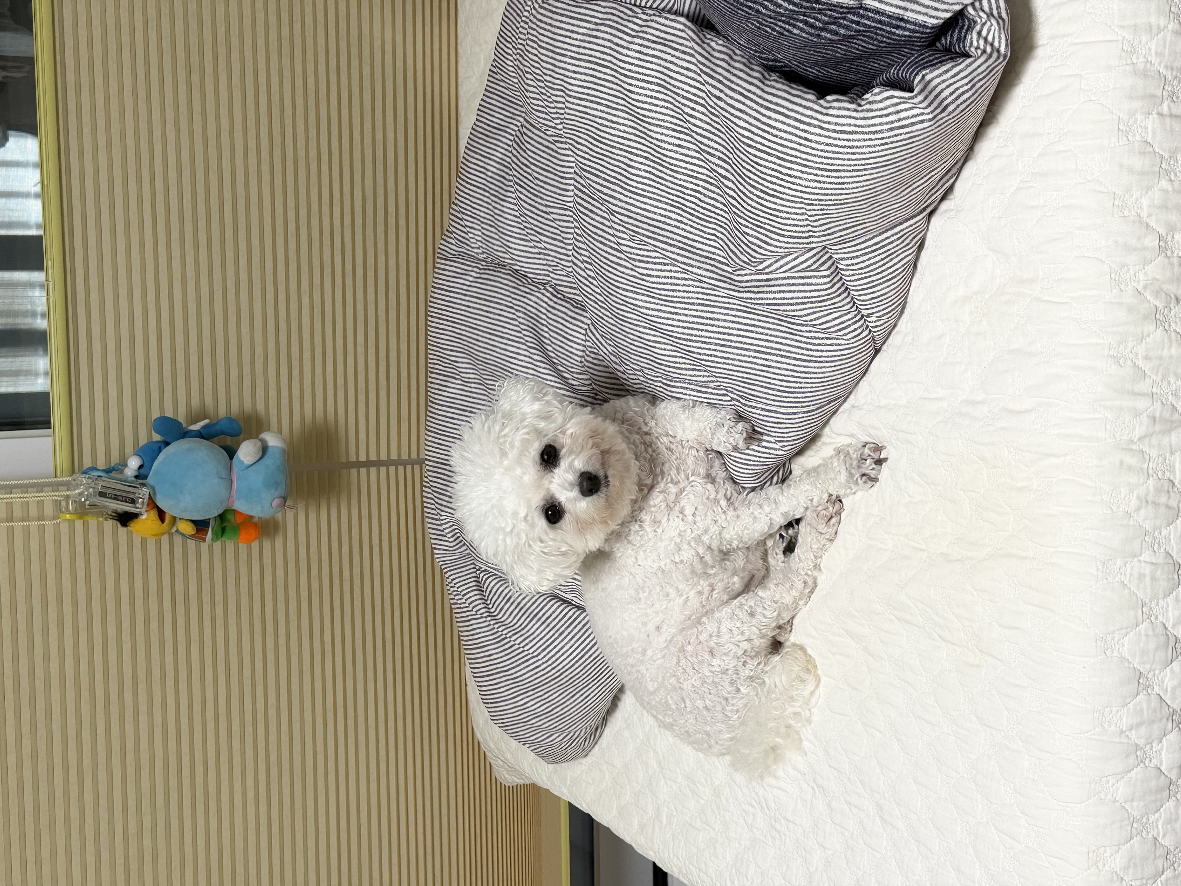 콩설이(조이) 근황입니다~