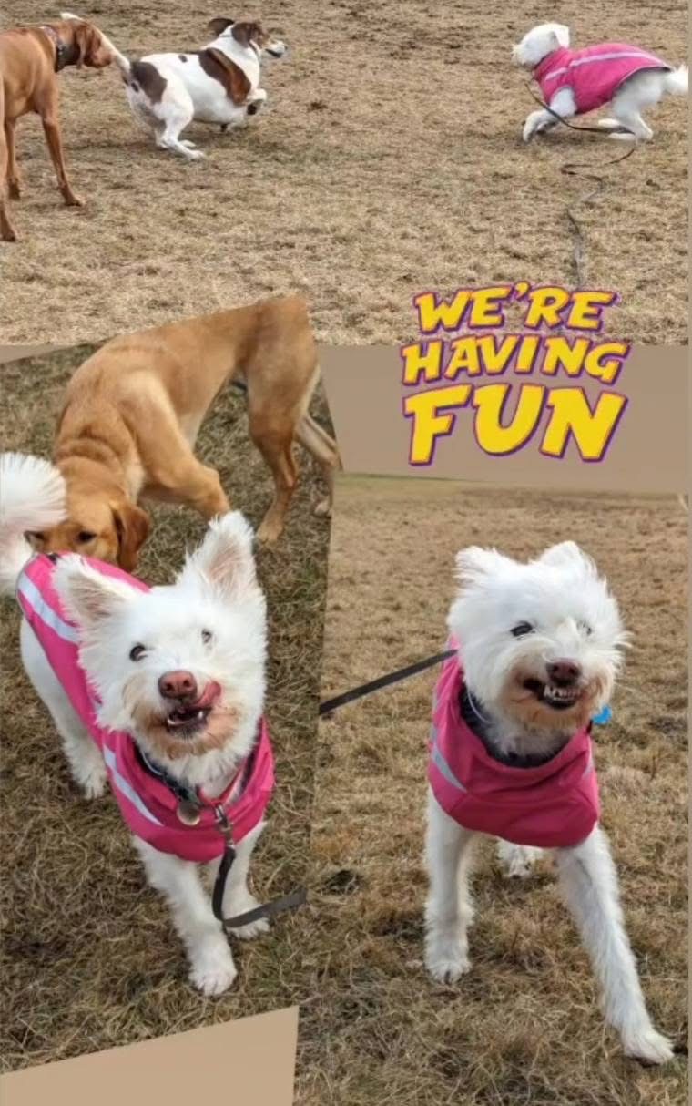 [해외입양] 캐나다 토론에서 전해온 '백이' 소식💌