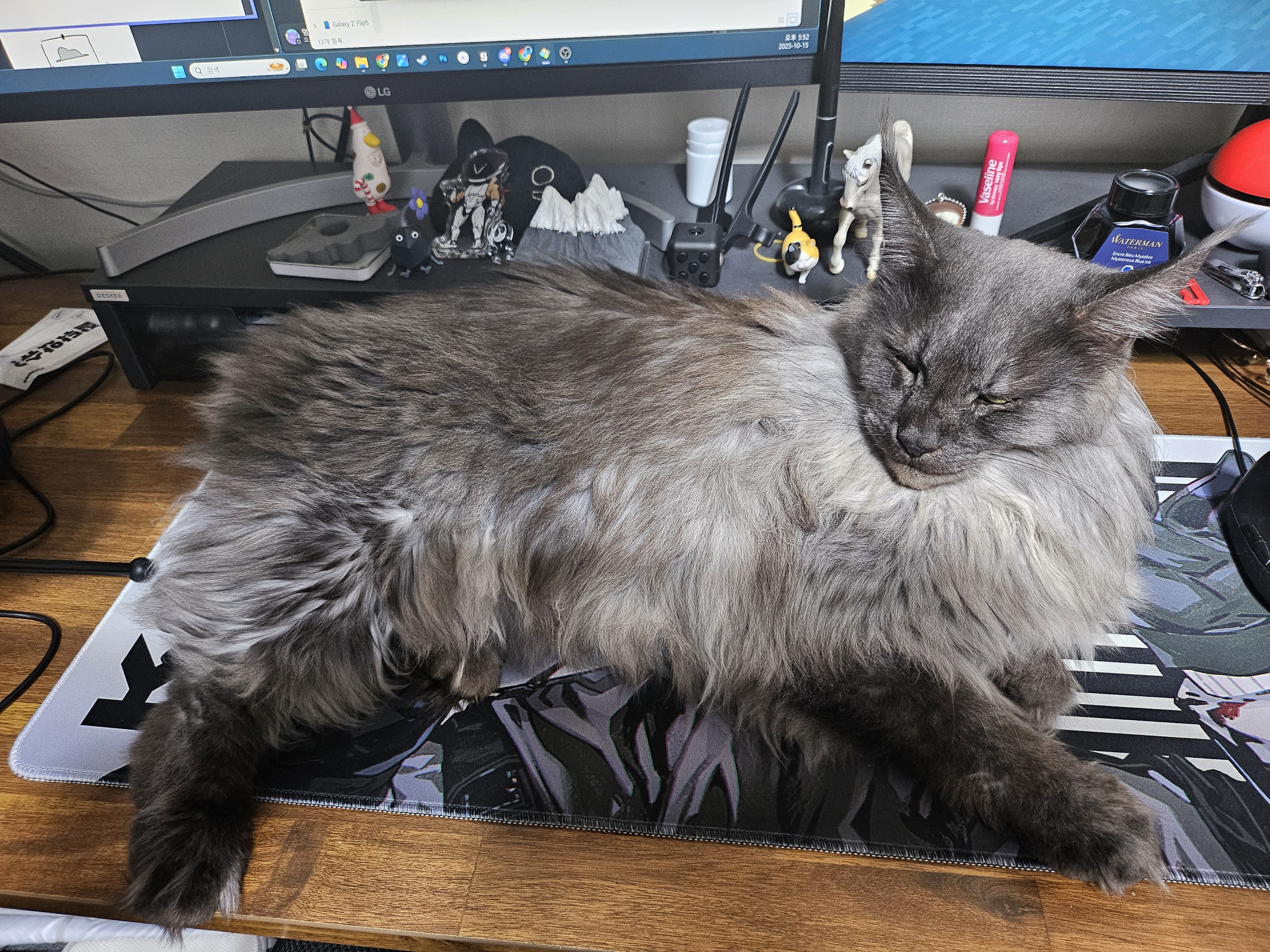 꾼 입양 3개월차!!