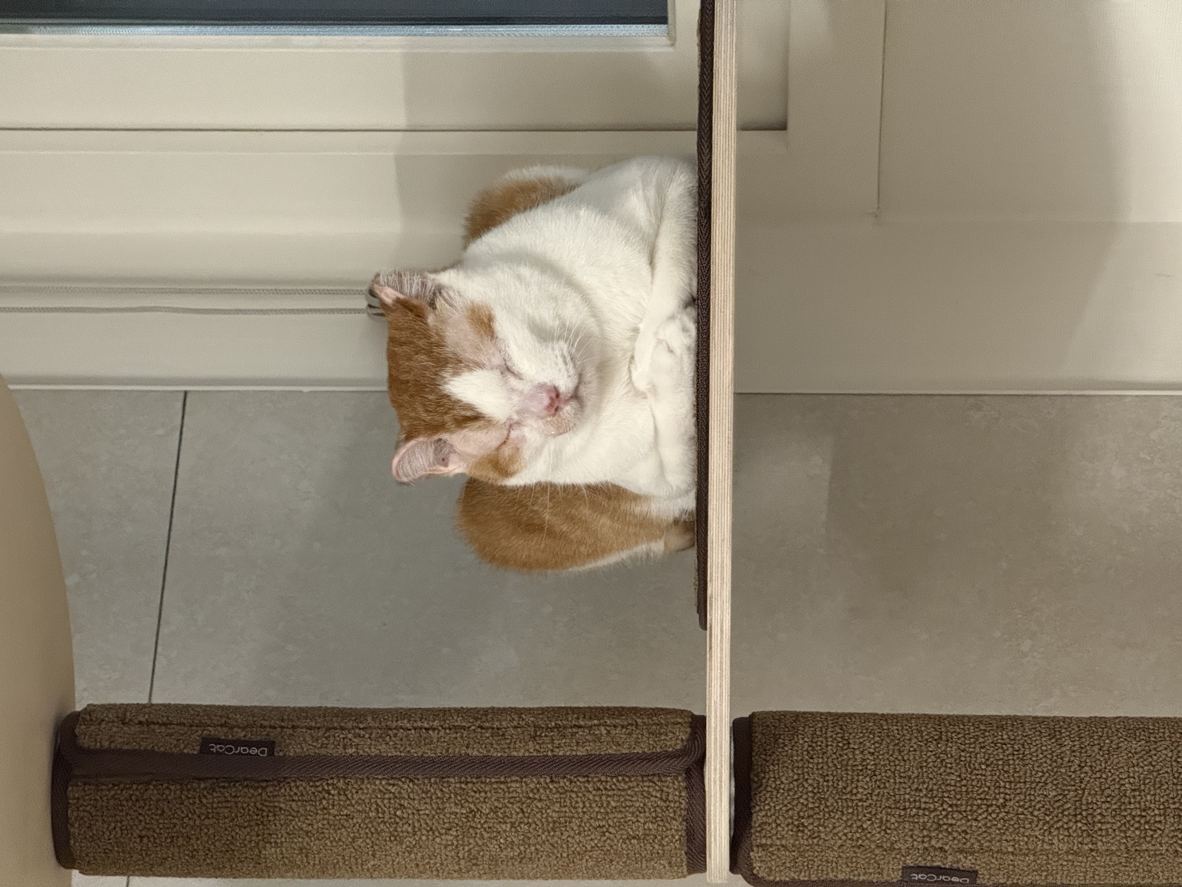 온샘이 입양 후기!