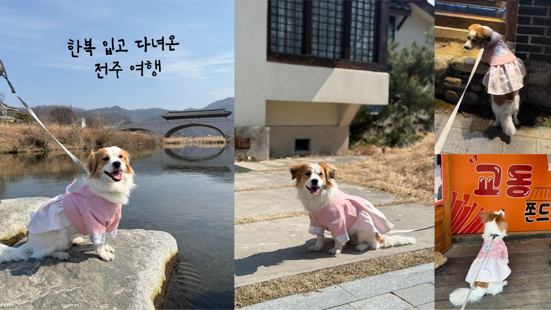 해치 입양 2년