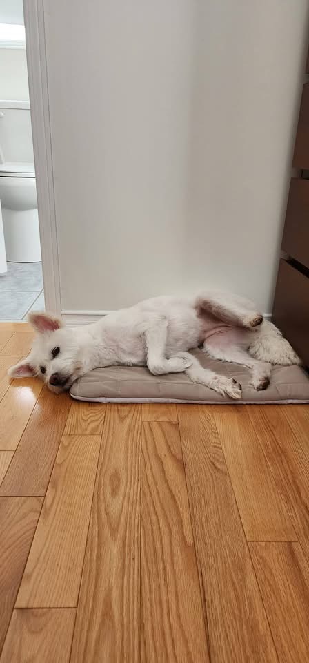 [해외입양] 캐나다 토론에서 전해온 '백이' 소식💌