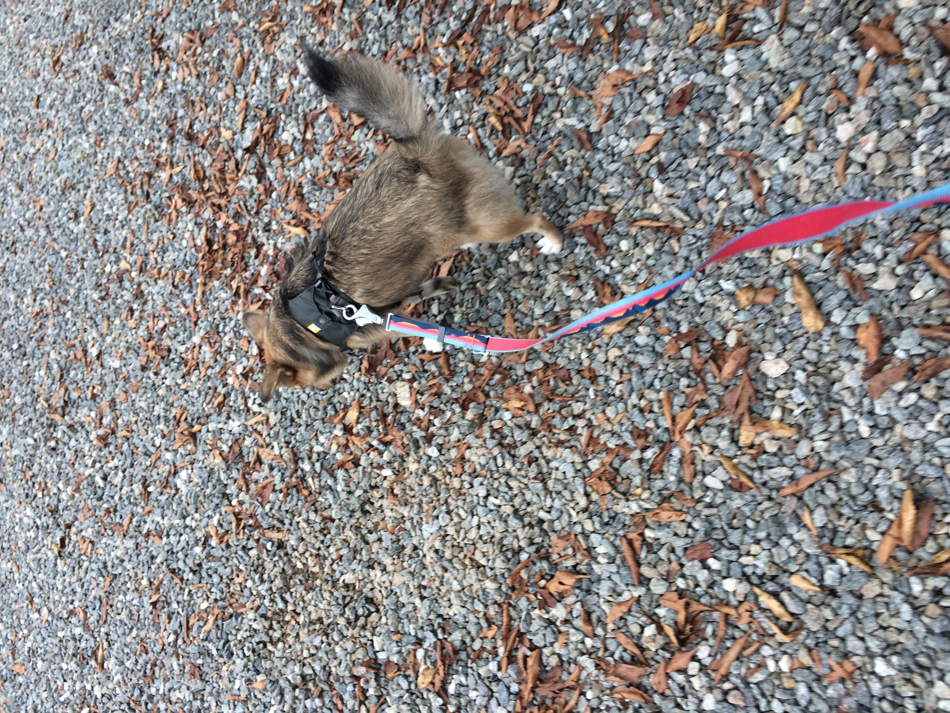 지구와 같이 지낸지 4년이 지났어요.