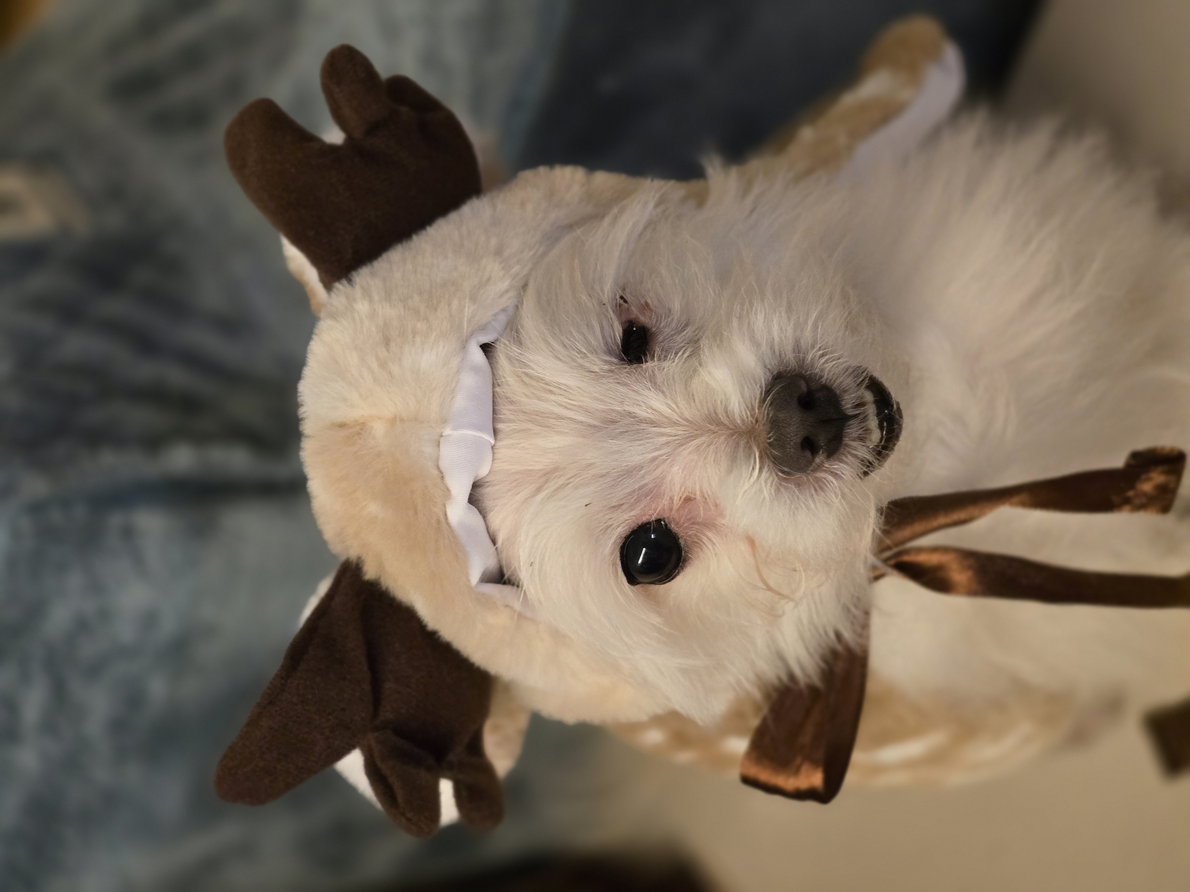 귀요미 익순이 일상