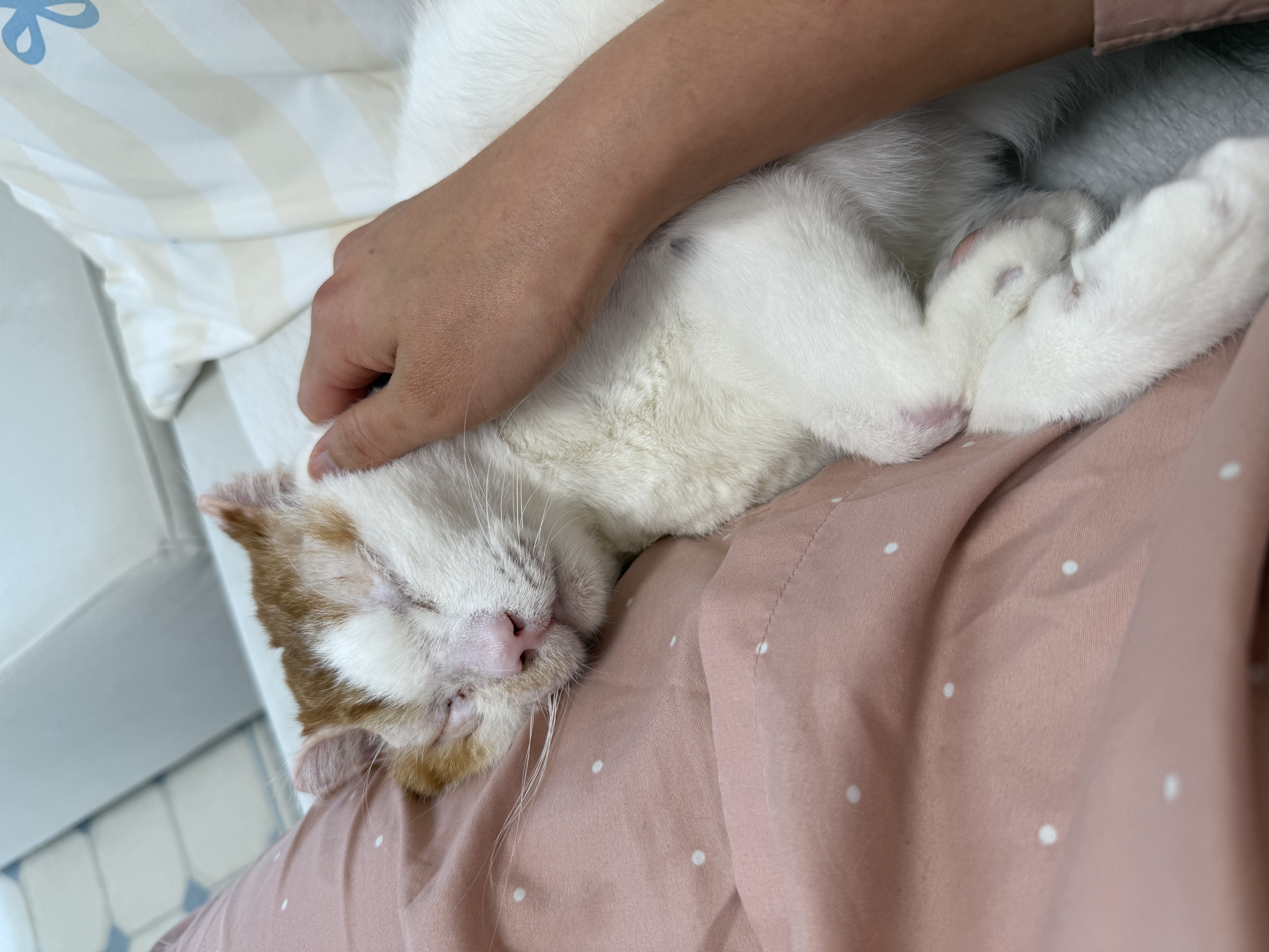 온샘이 입양 한달차 후기