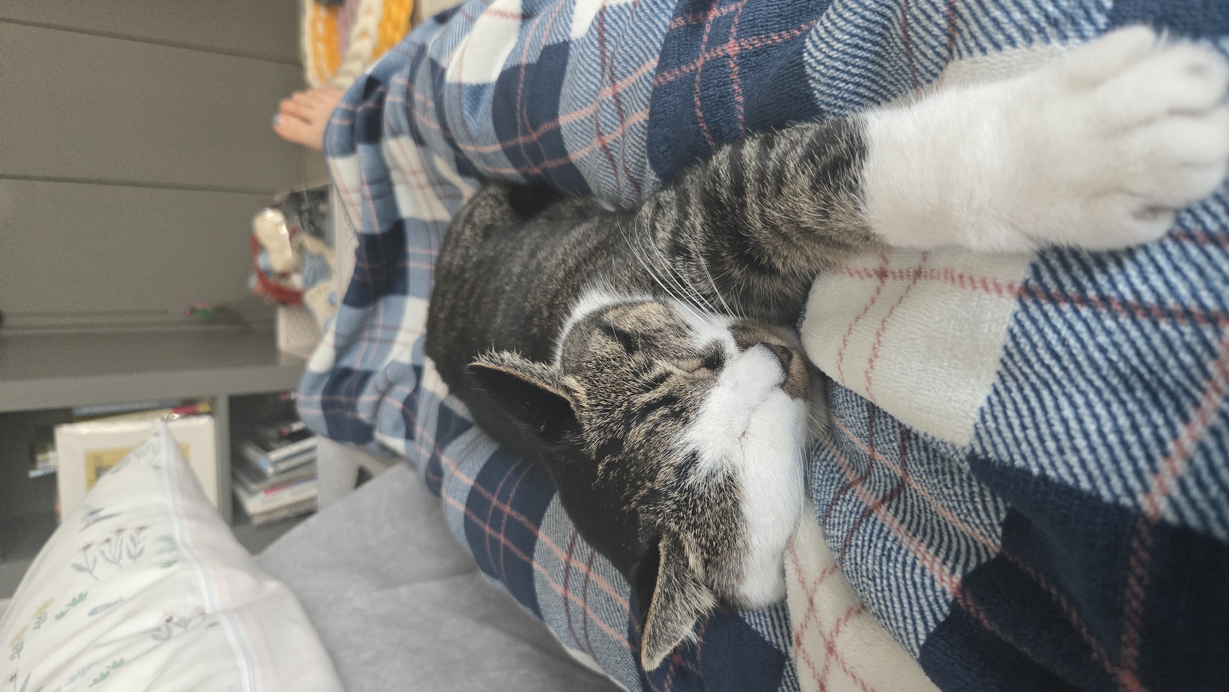 고요 입양전제임보 1개월 후기