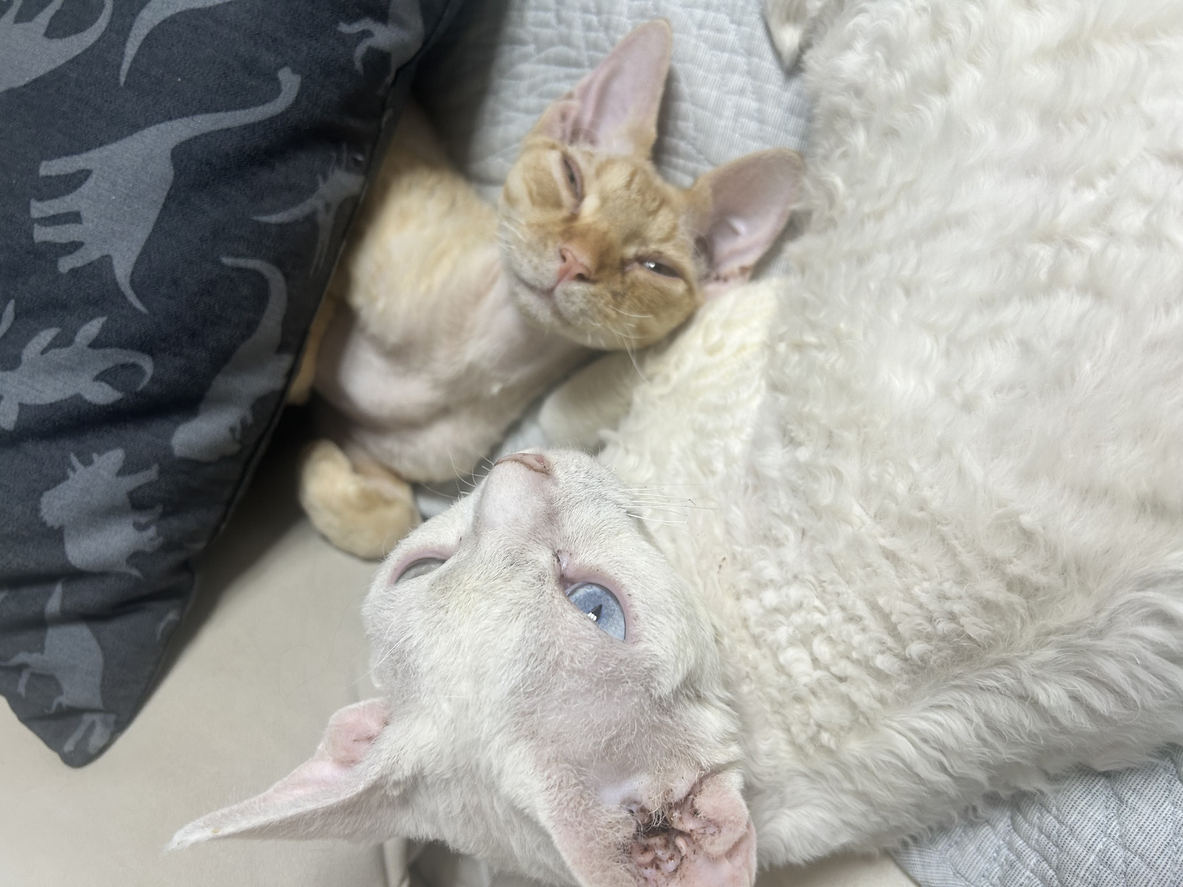 복만이(던노)가 막내가 된지 3개월🤭