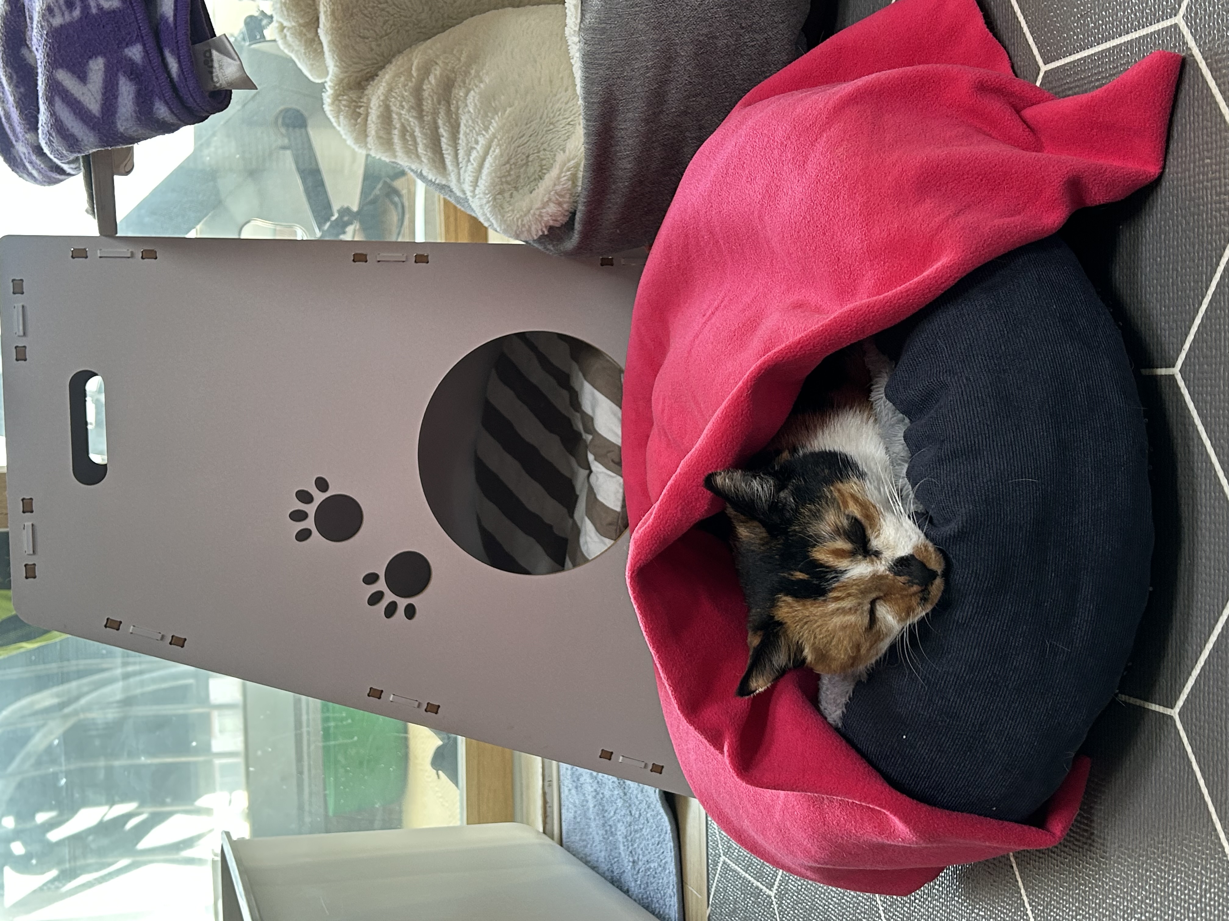 달이(달냥이) 가 벌써 석달째