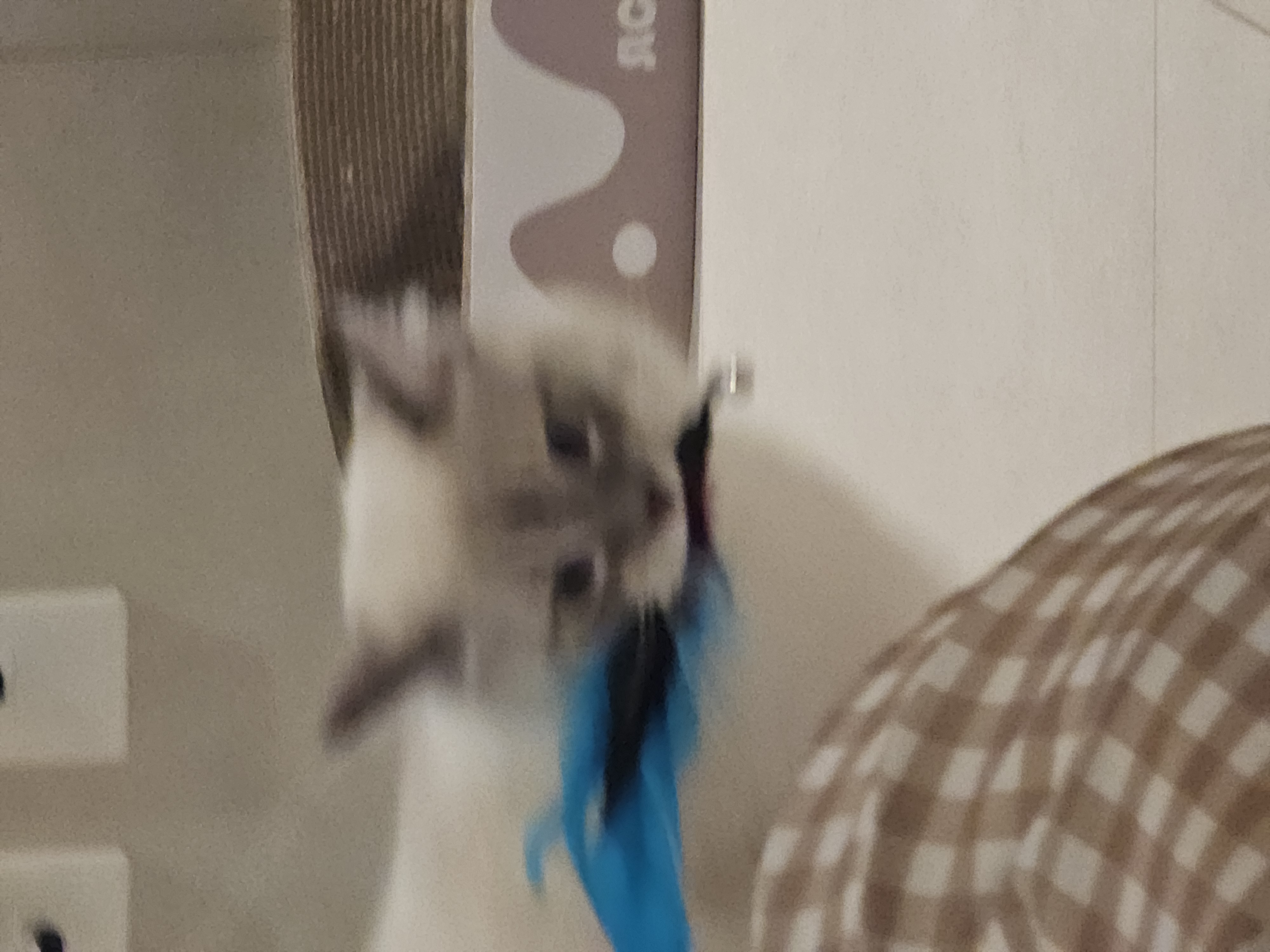 묘생 8개월차 백설기(구 동일) 