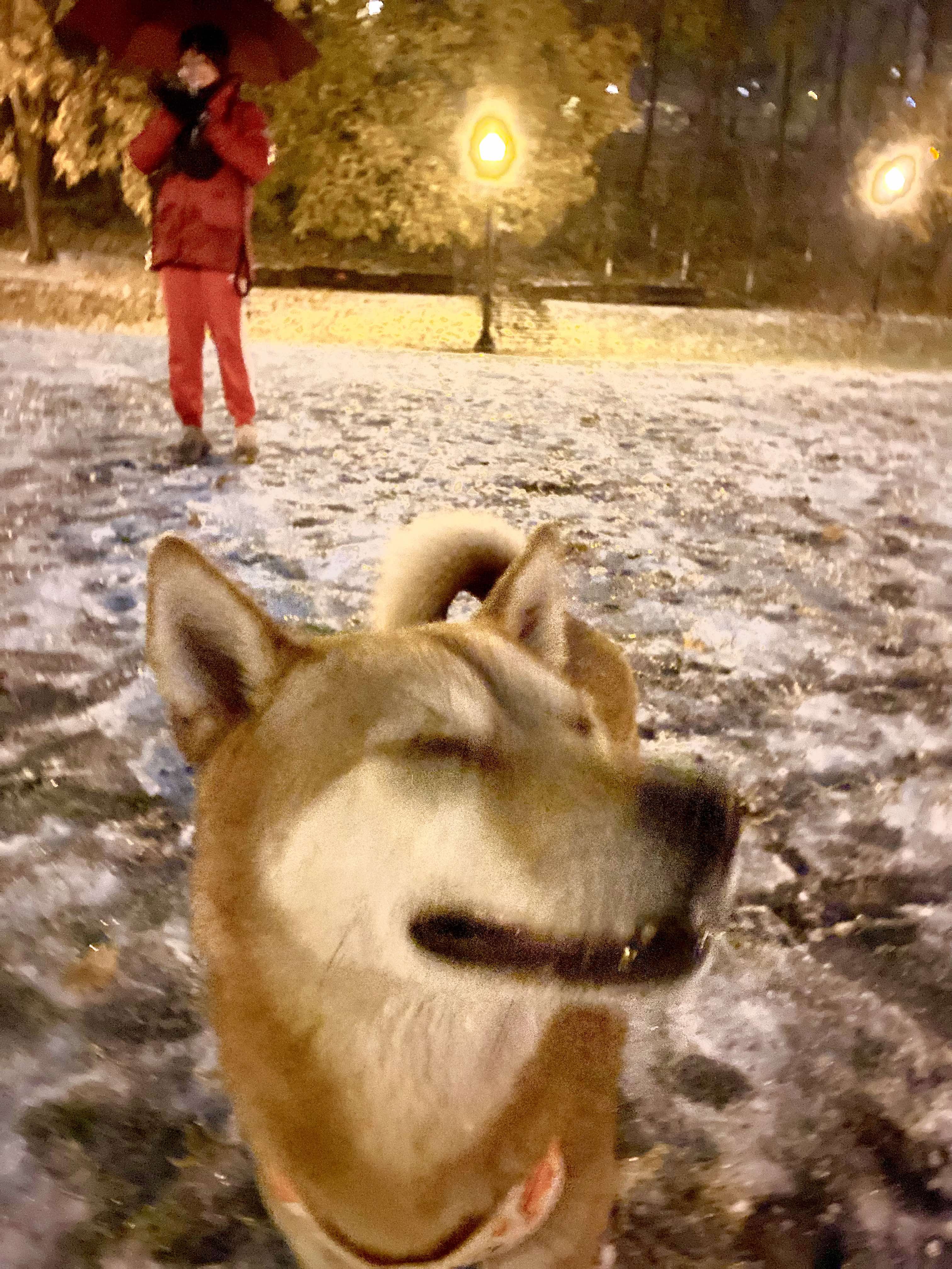 [해외입양] 캐나다 몬트리올에서 전해온 '삼금이' 소식💌
