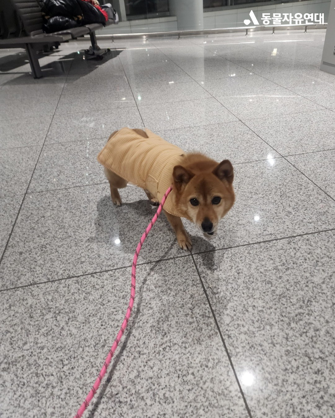 [해외입양] 캐나다 토론토에서 가족을 만난 '아장이'