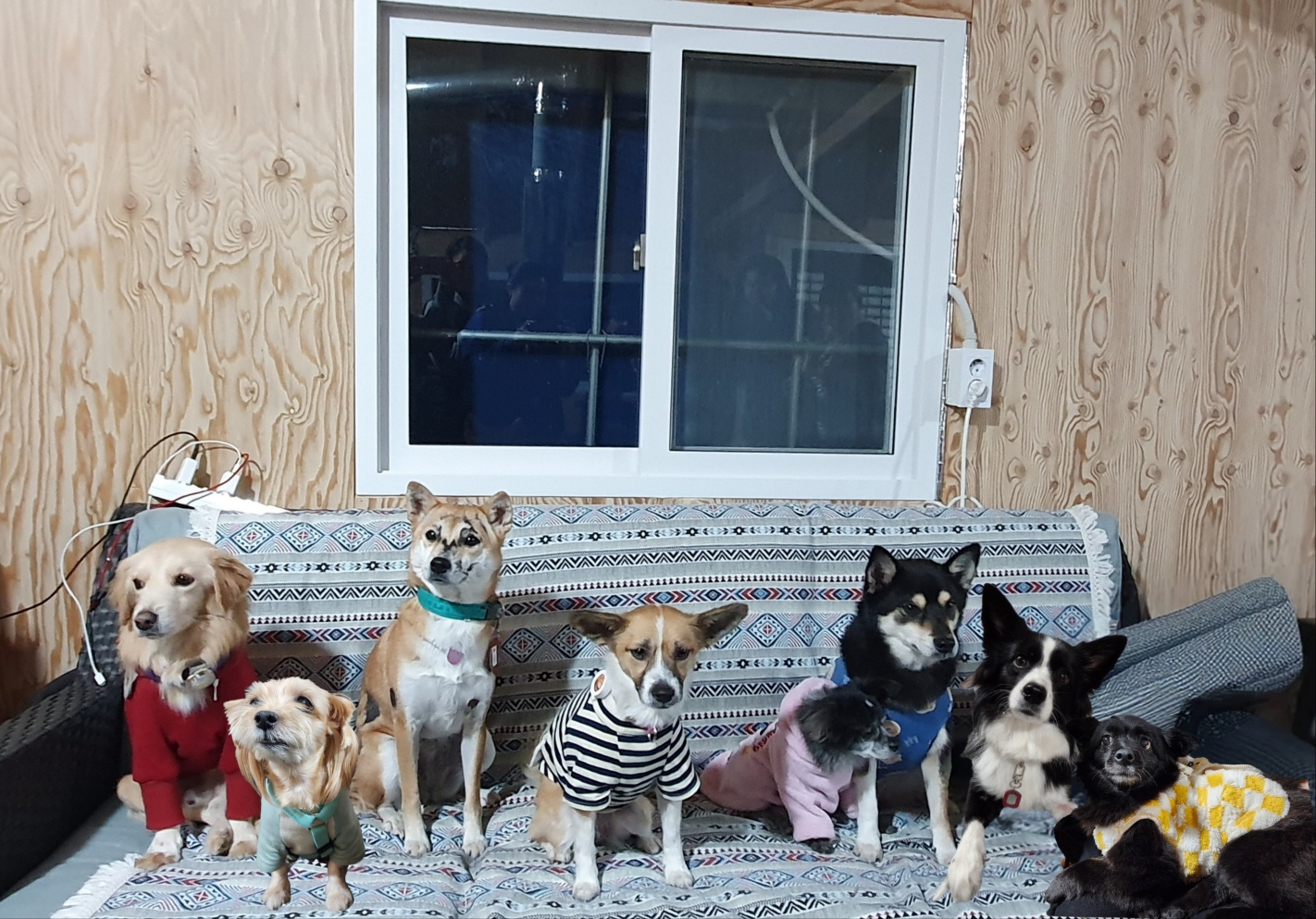 후추(우주) 입양 5년 후기