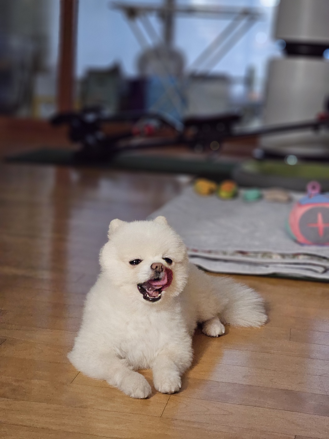 나루(빙봉) 3개월차 입양 후기