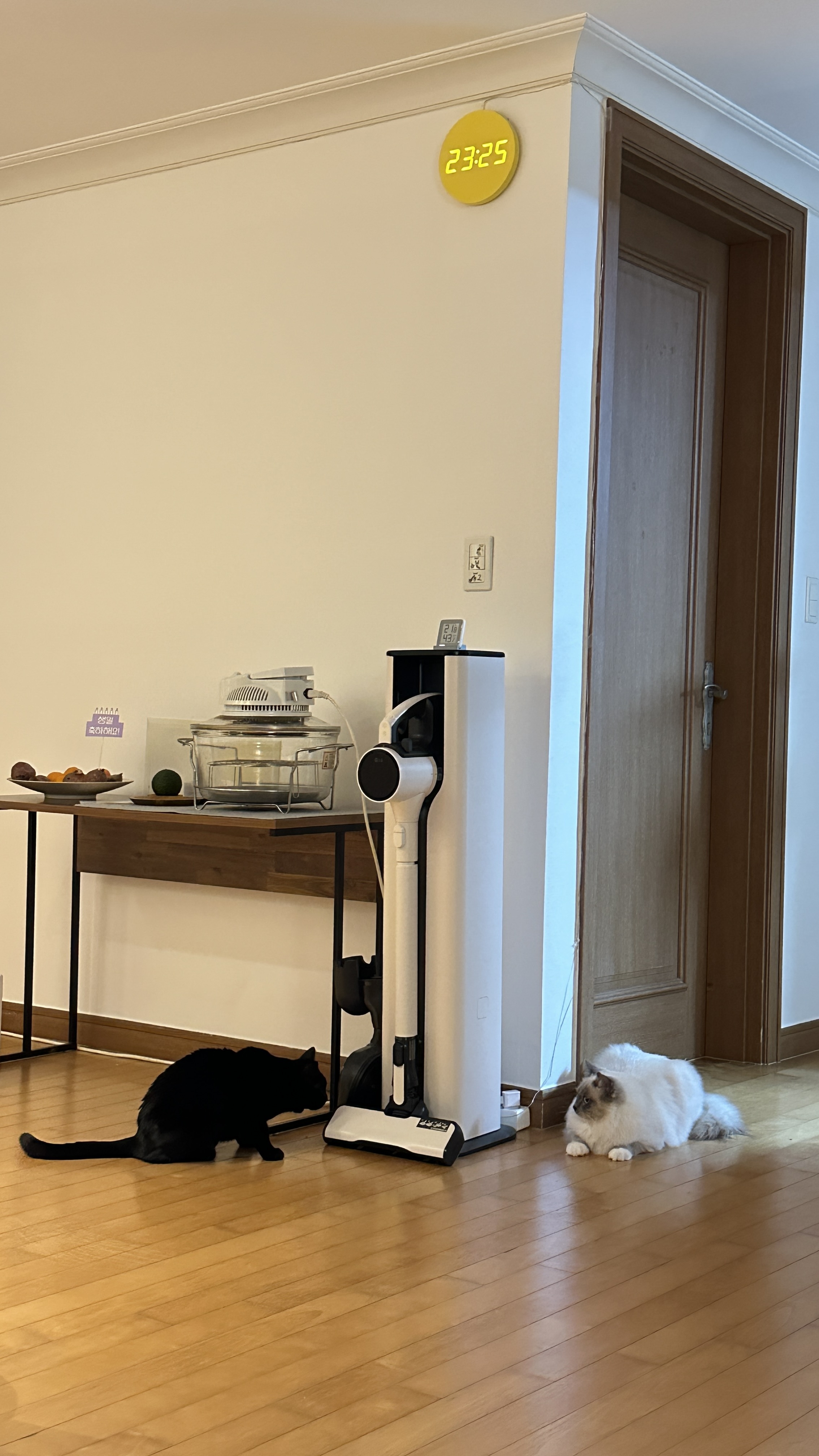 비누 입양 3.5개월차 후기