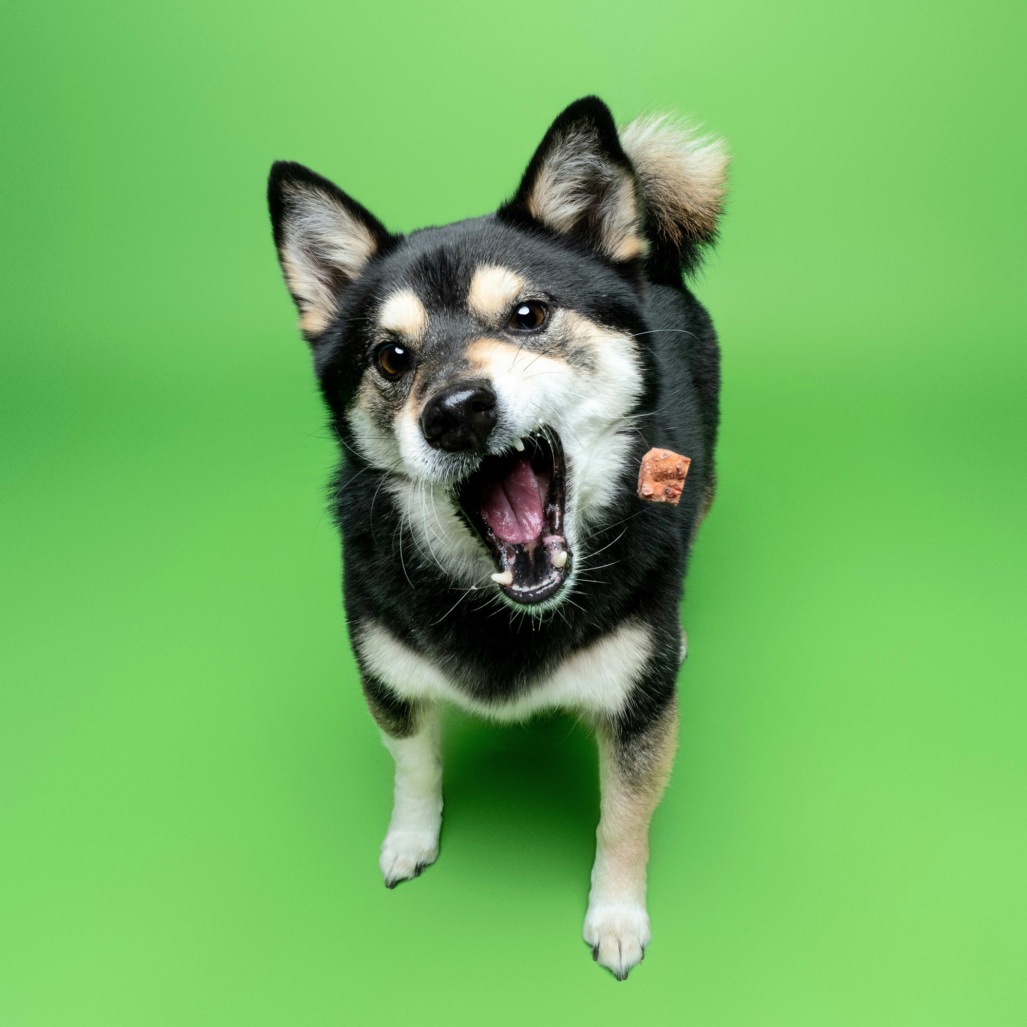 후추(우주) 입양 5년 후기