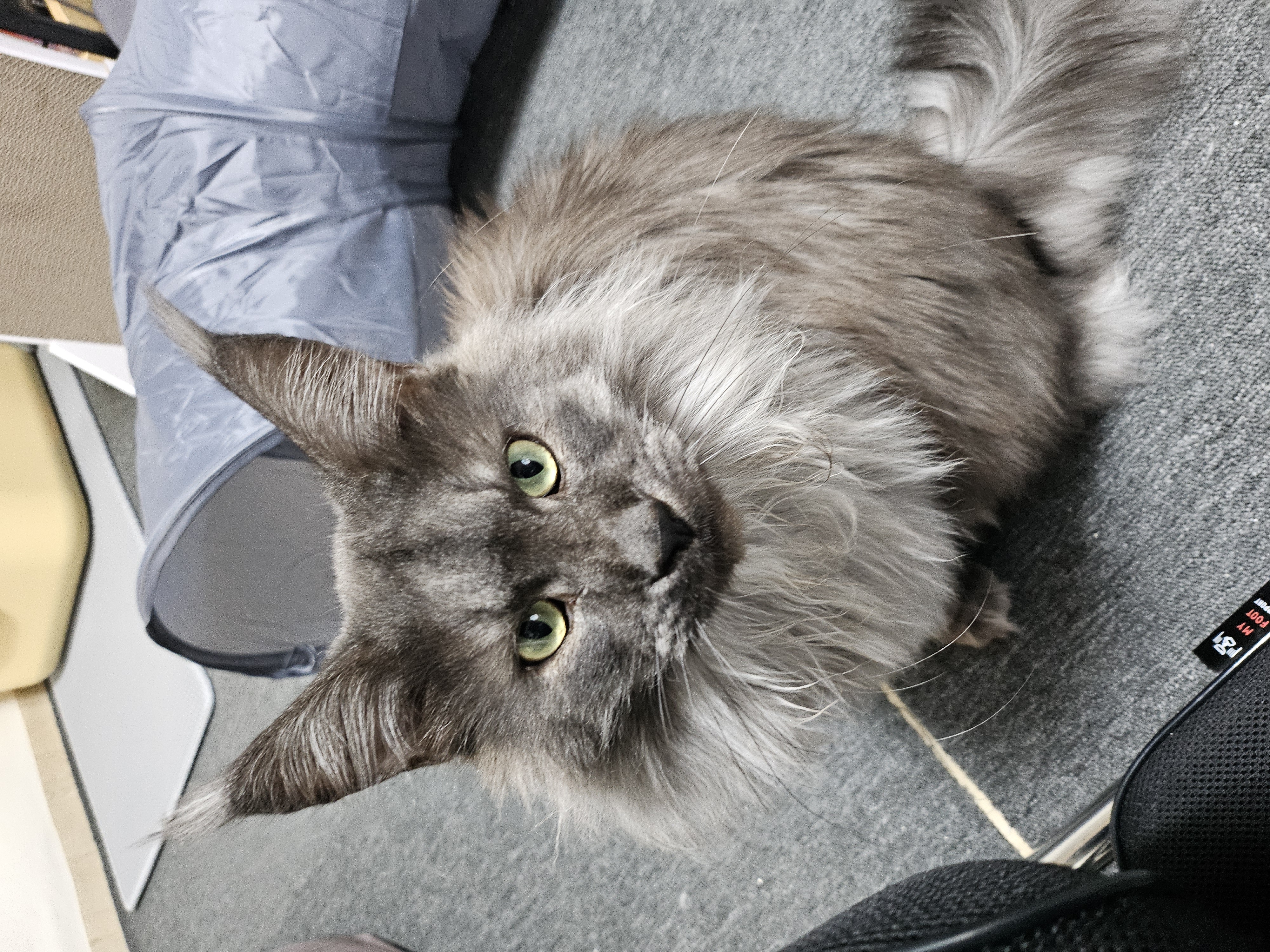 꾼 입양 3개월차!!