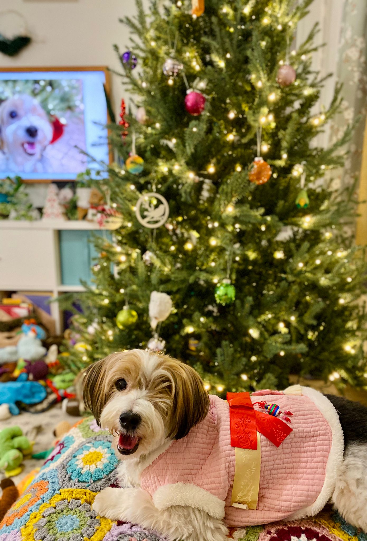 [해외입양] 캐나다 밴쿠버에서 전해온 '다정이' 소식💌