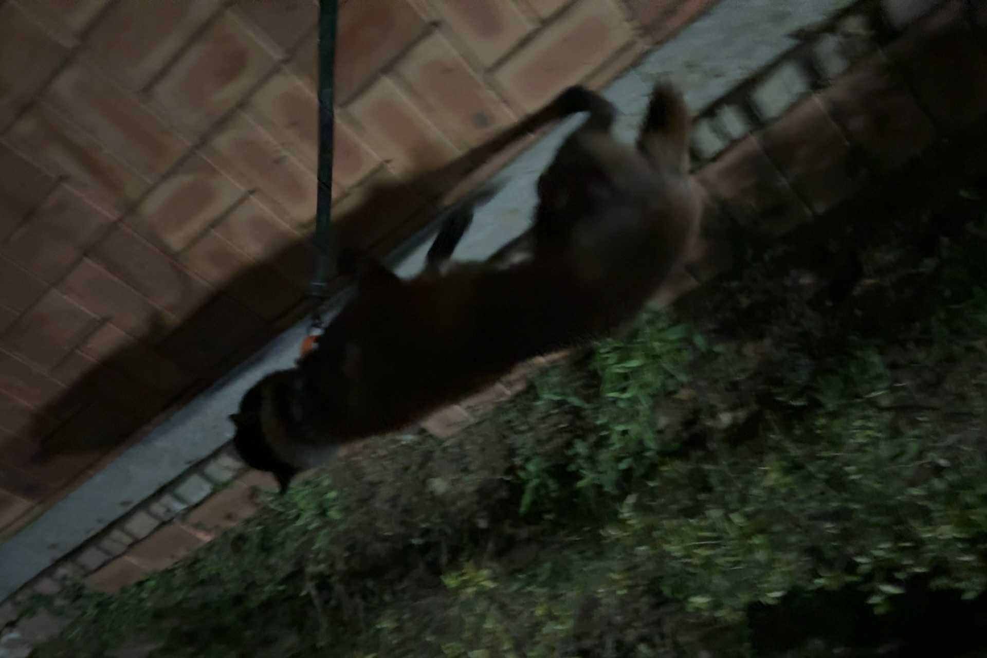 반달이 온지 삼일만에 첫산책!