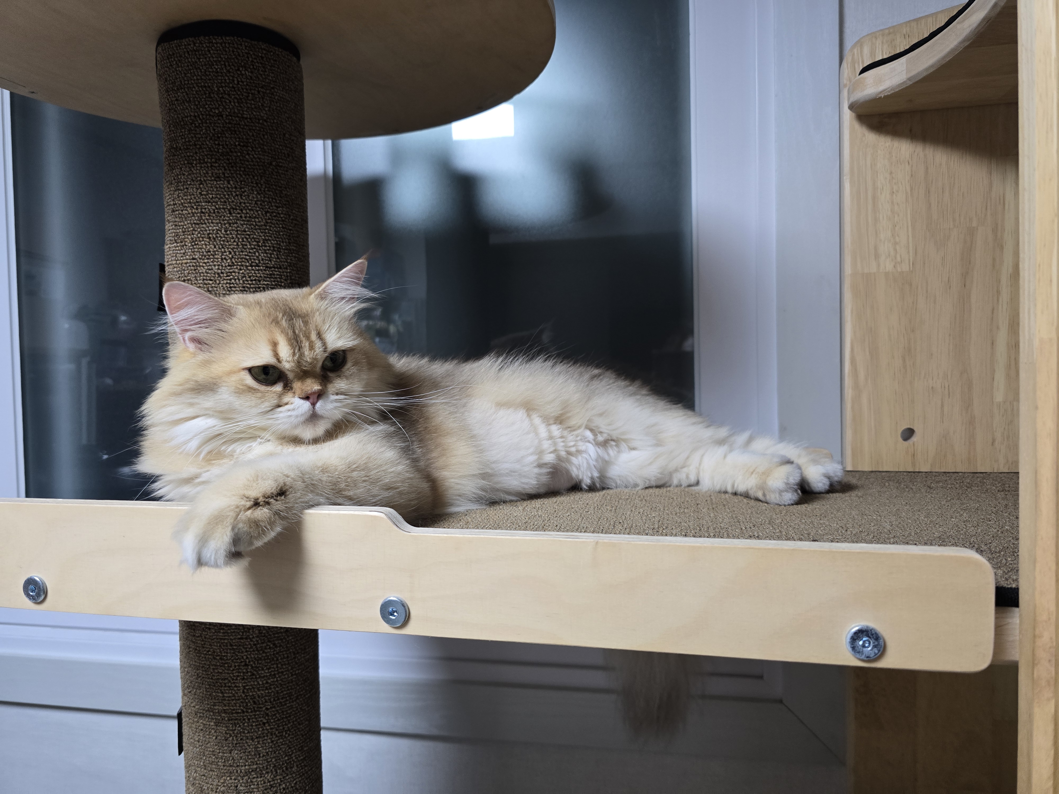 나나&무무(가필드&미가) 가족된지 한달