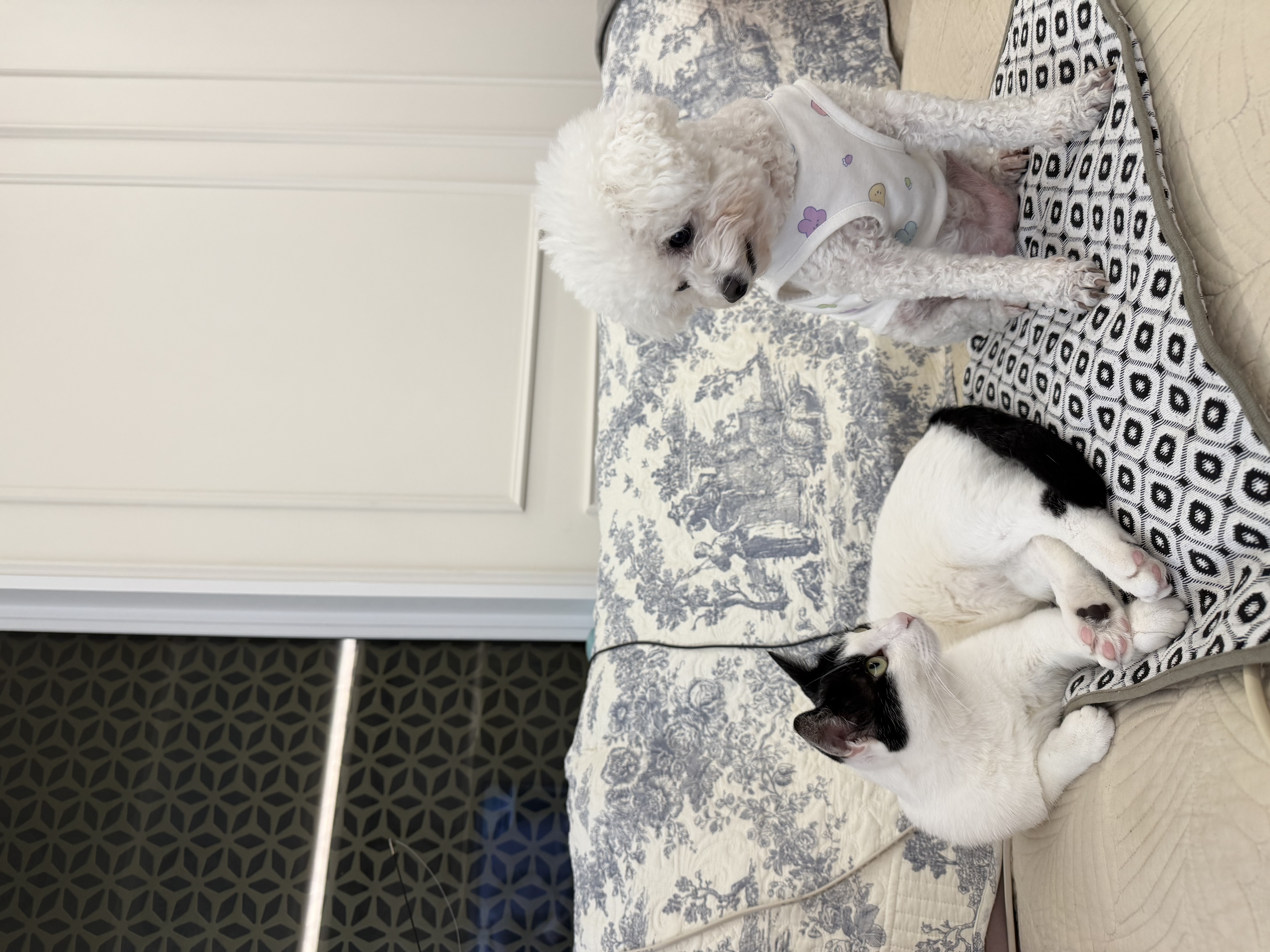 콩설이(조이) 근황입니다~