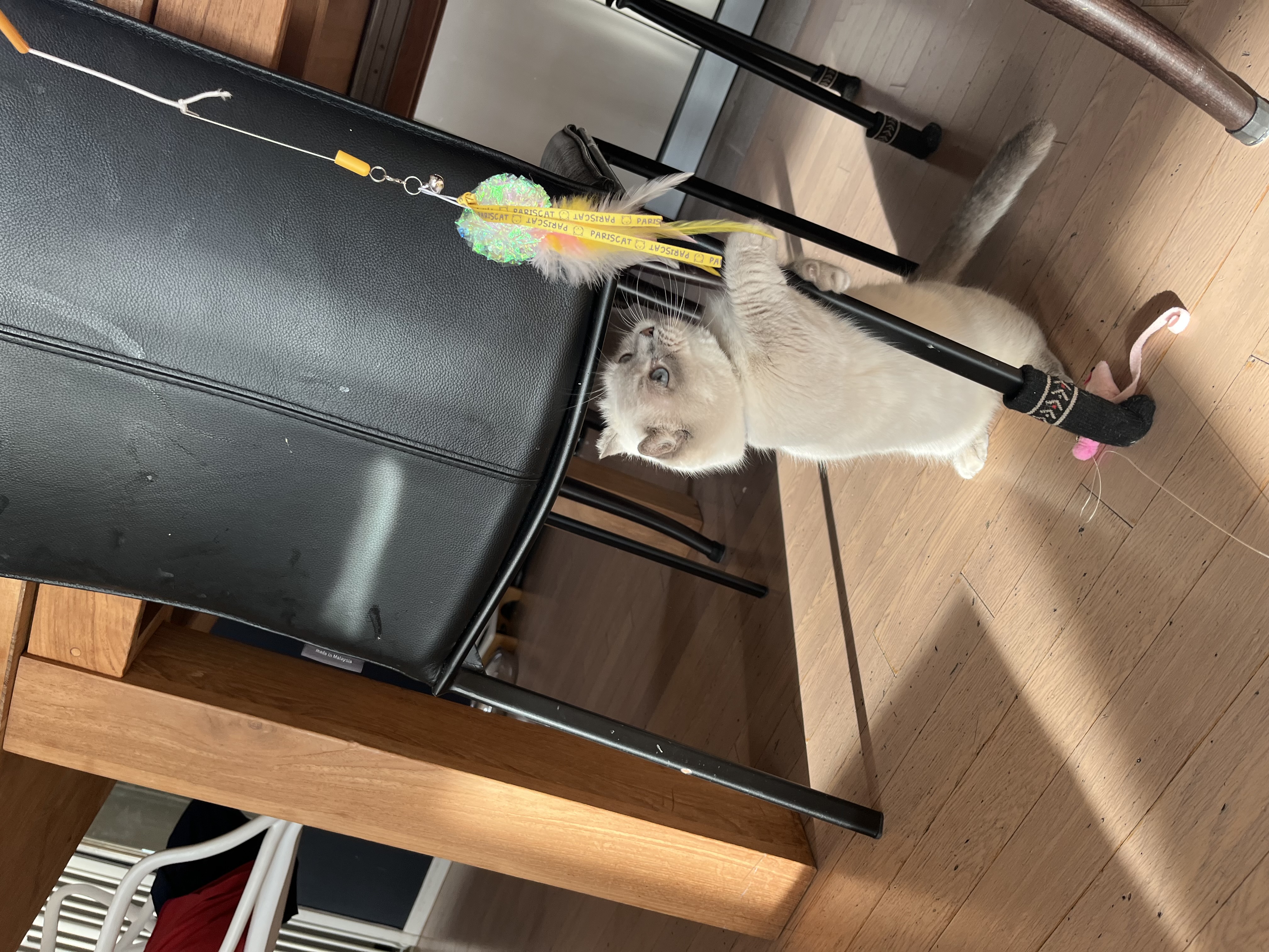 버찌(하츄)와 함게한 3개월입니다