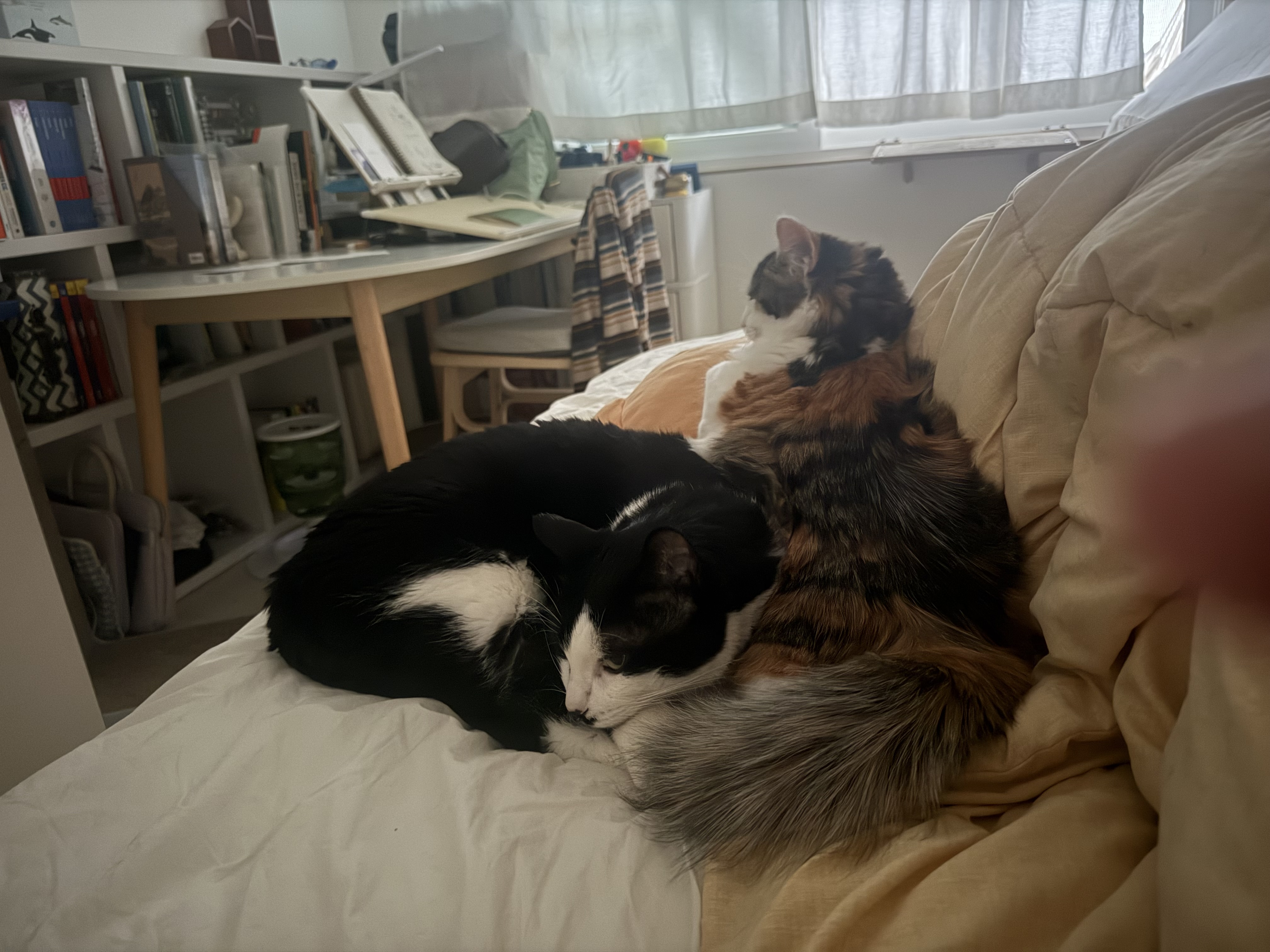 쌀롱이 한달 후기