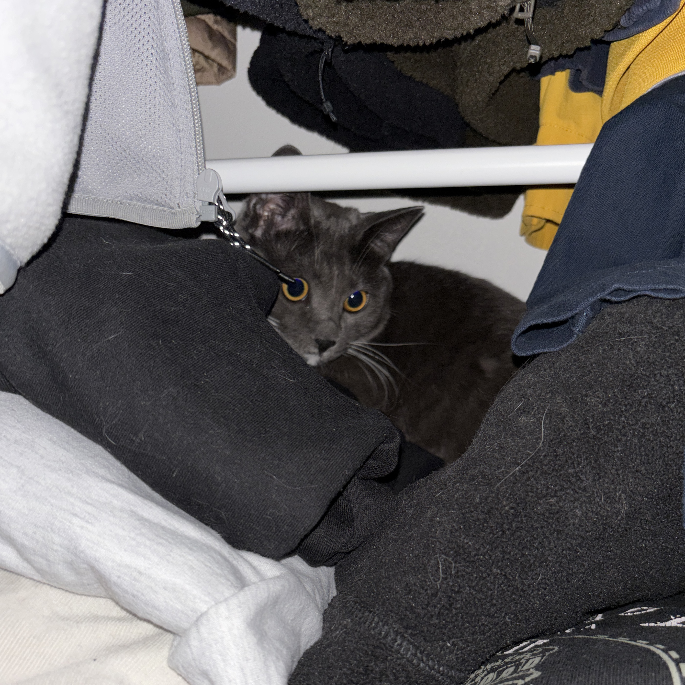 토란이(구 묘미) 입양 1년 후기