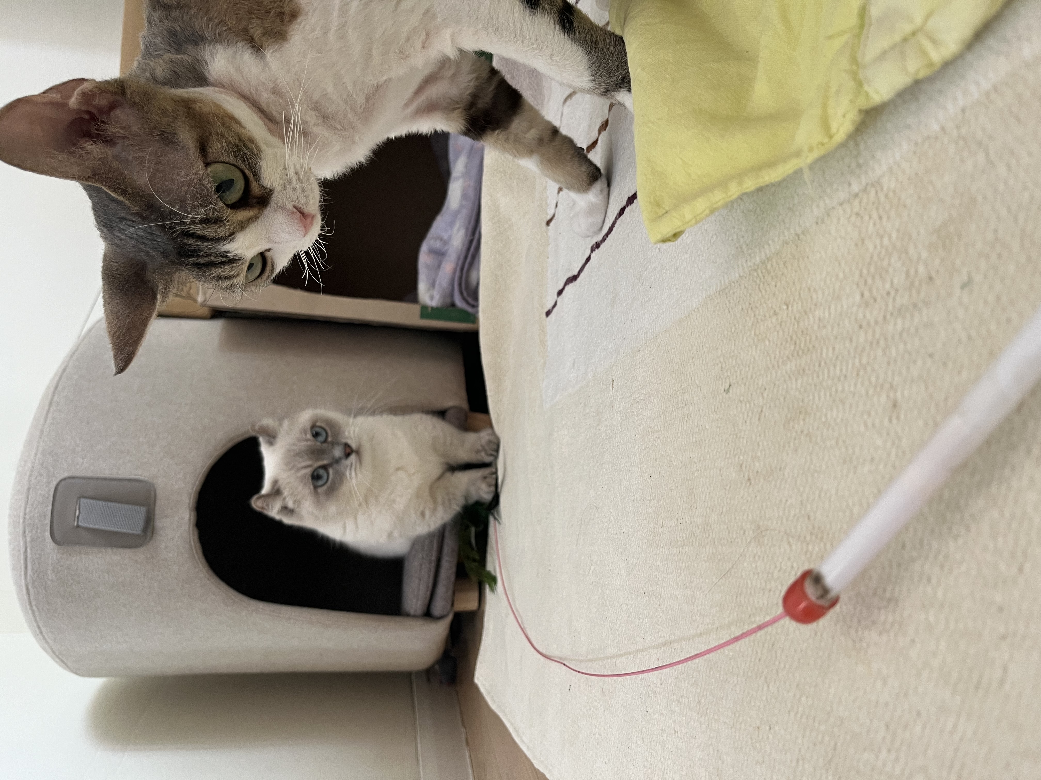 임시보호 한달후 가족이된 하츄(버찌)