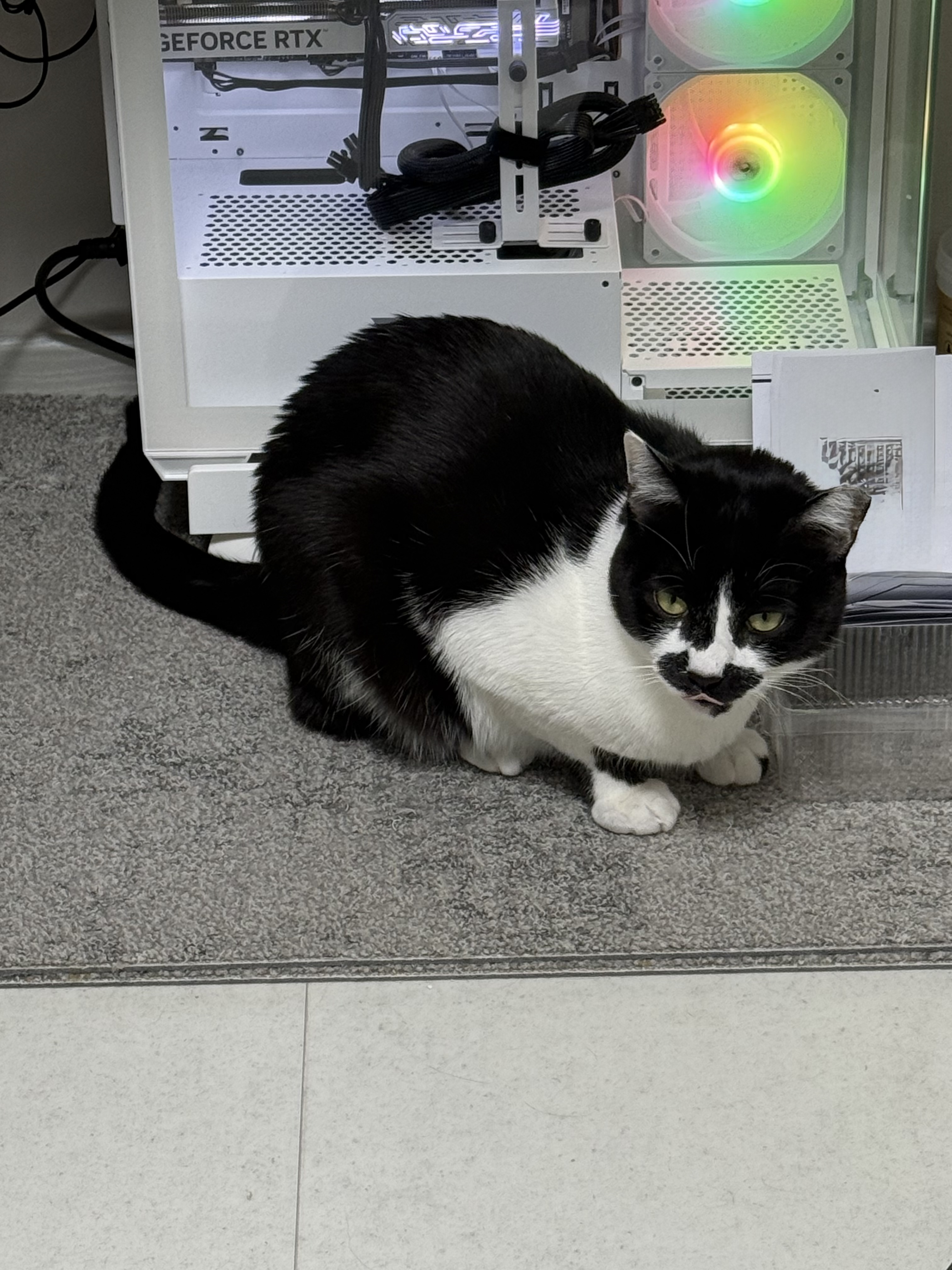 까망이 입양 6개월 후기