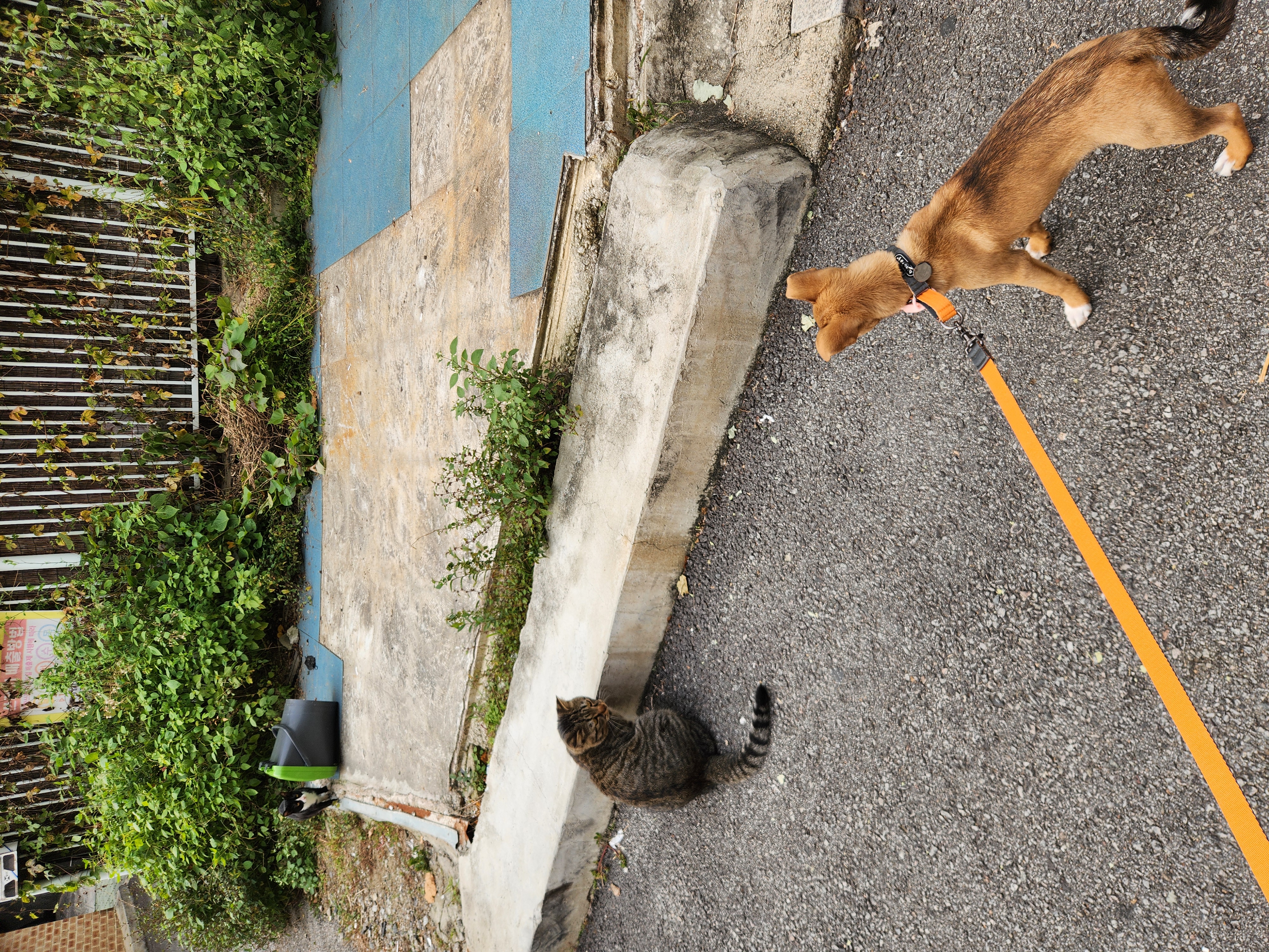 수온이(구.다다) 입양 후 한달 경과한 두번째 작성 후기
