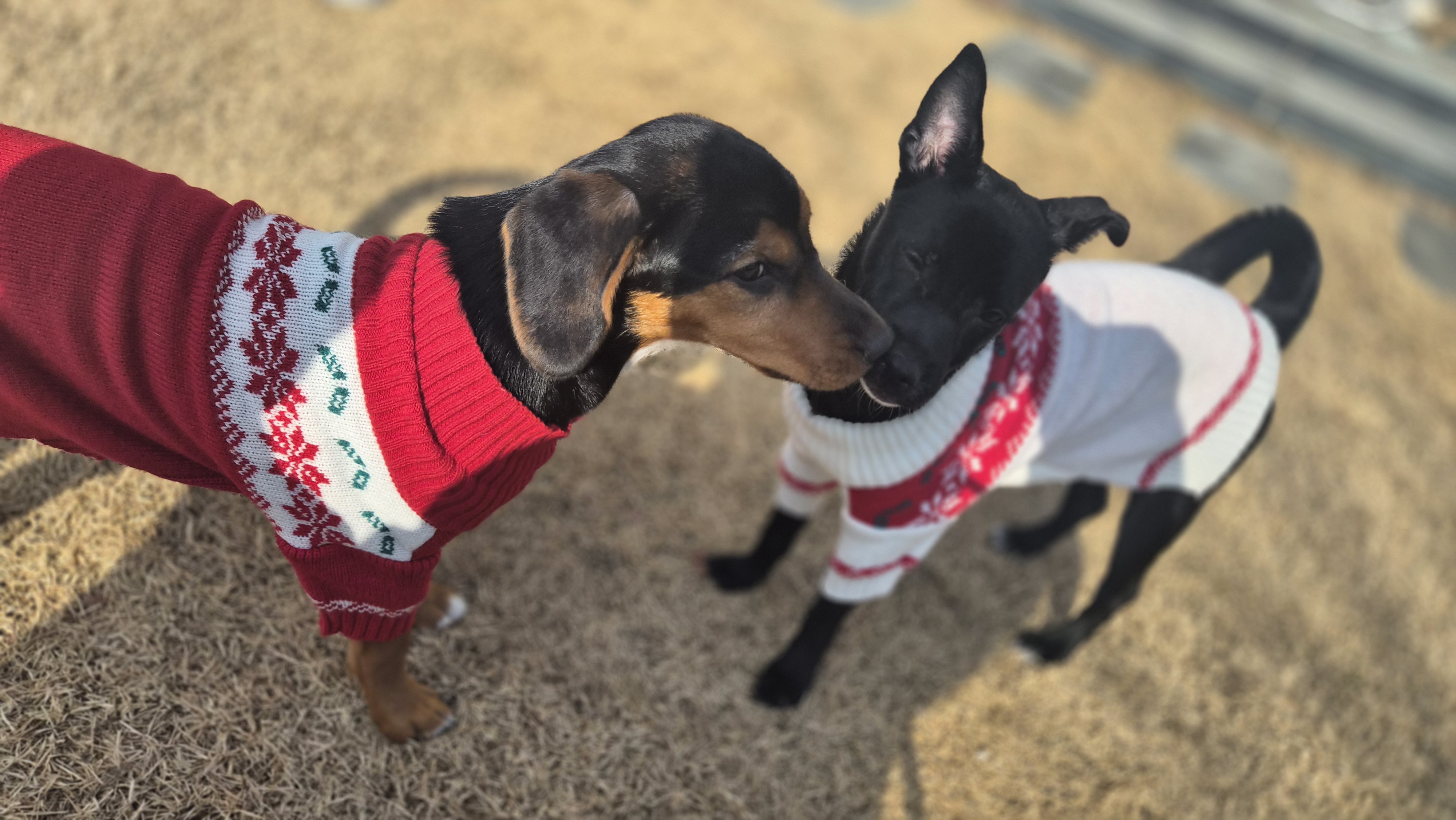 초코 쿠키 입양 3개월